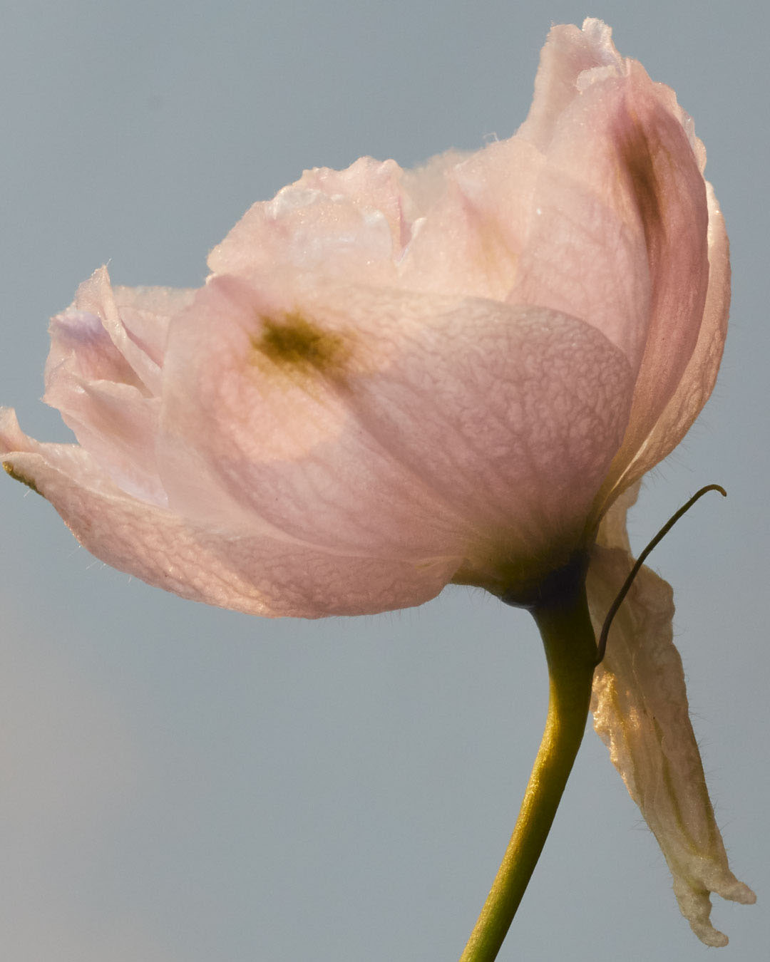 KMA photographer Vincent Gapaillard photographs a light green stem laying on a tan background