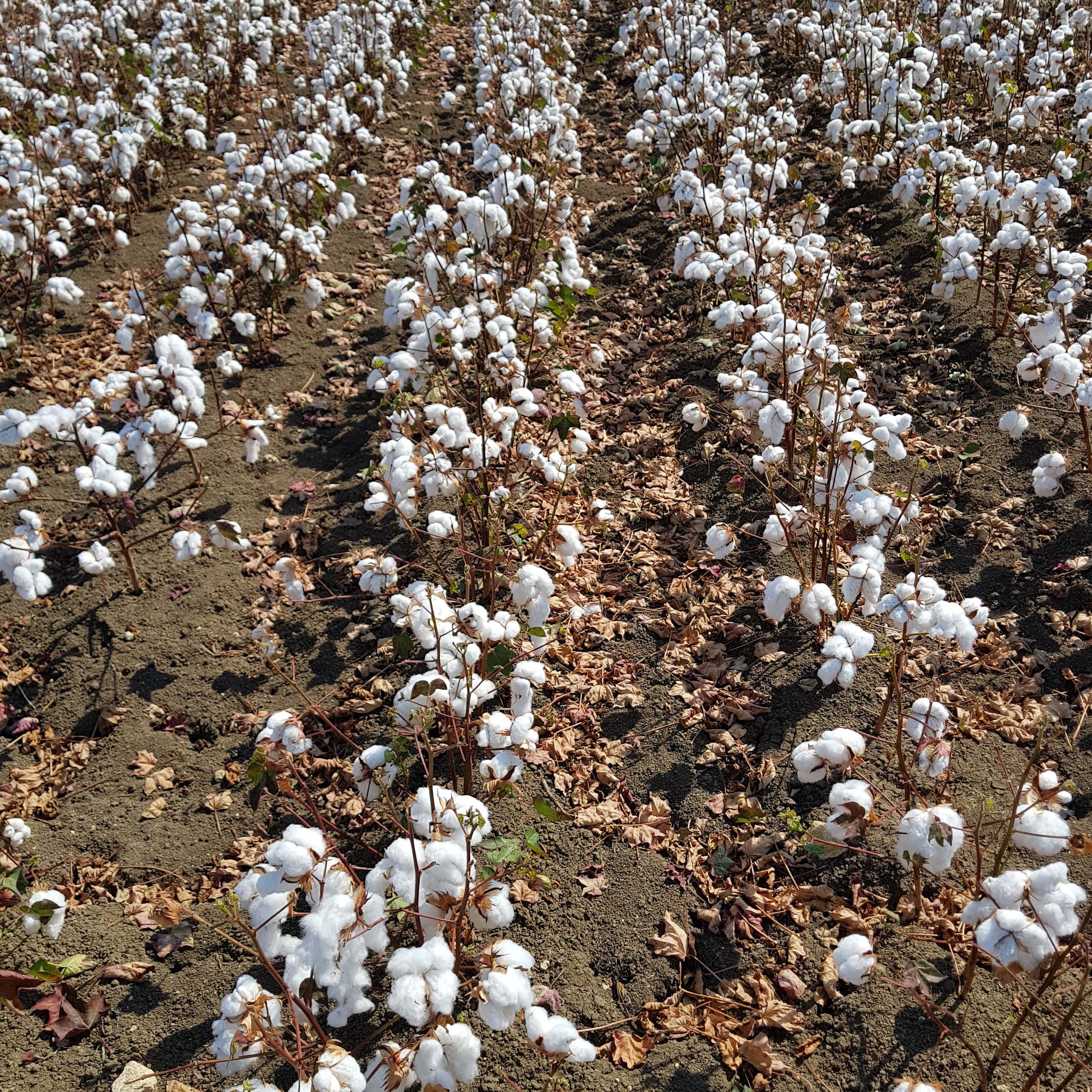 Visit to Cotton Farm in Cadiz, Spain
