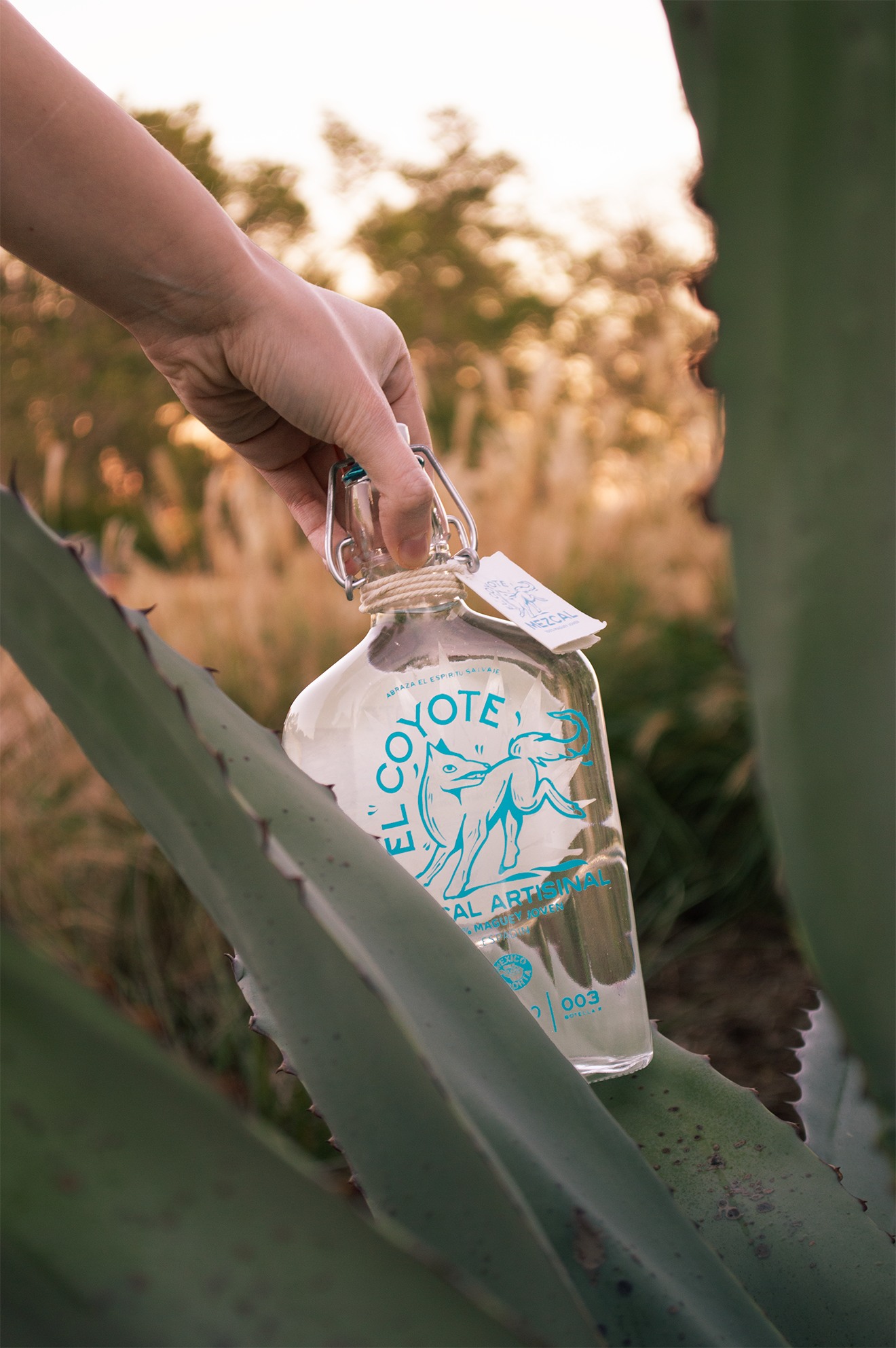 Hand holding a bottle of El Coyote Mezcal Artesanal nestled between the spiked leaves of an agave plant.