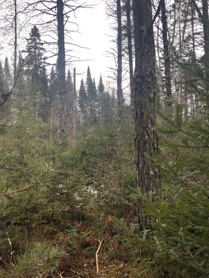 The woods near Moose Lake Wisconsin. Walk by Meg Lundquist in 2021. Digital photograph.