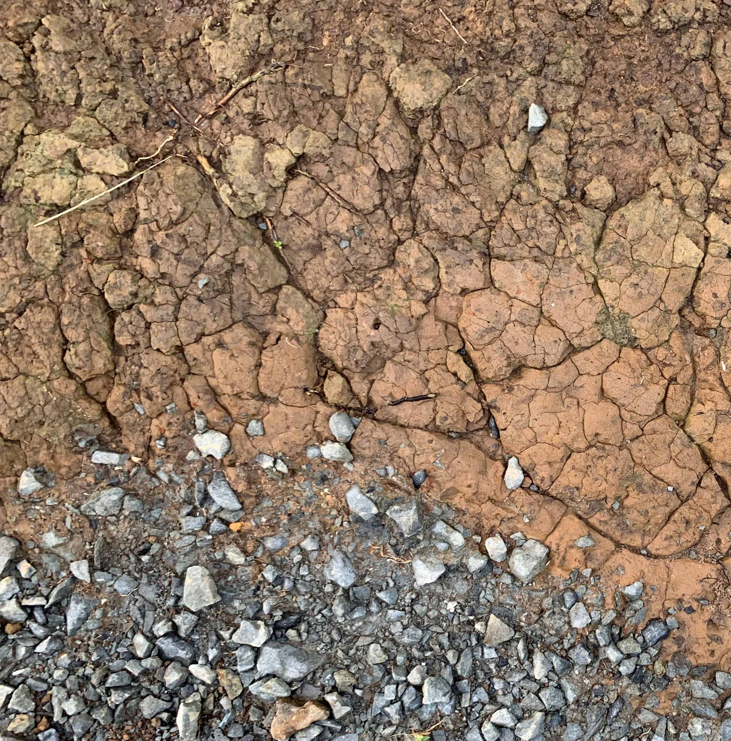 Cracks of dried mud acted as reference for organic 'live'.