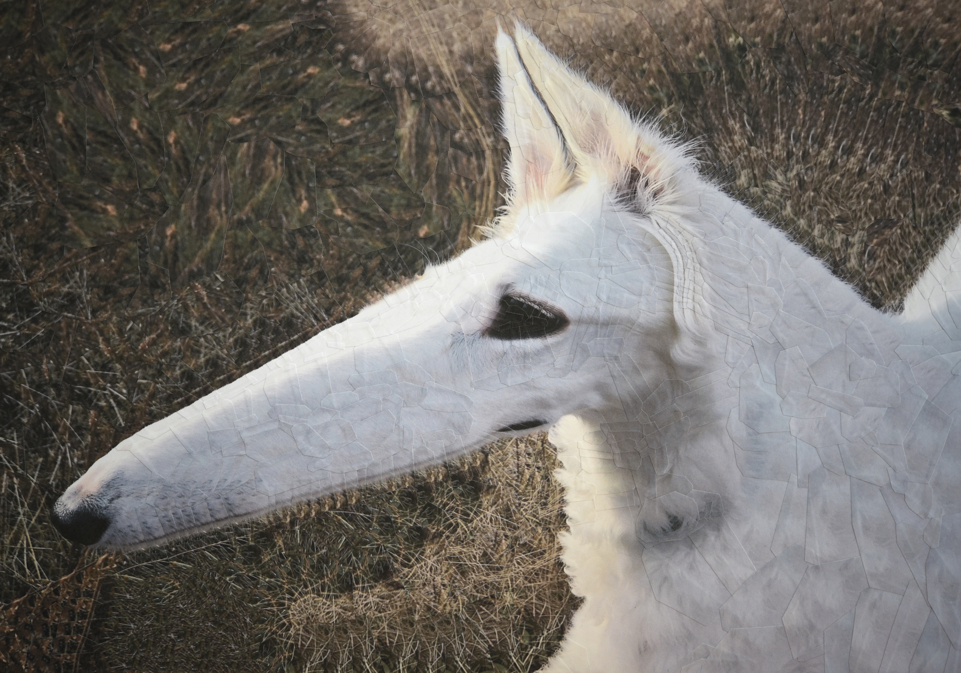 Lapsha, 2020, 16.5 x 11.5 inches