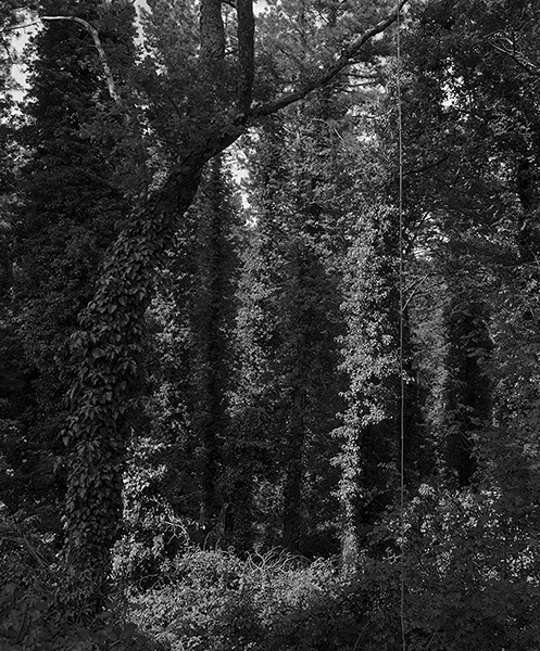 Die Kl&auml;rung, Gargonza 2011, Bartabzug 26x33cm