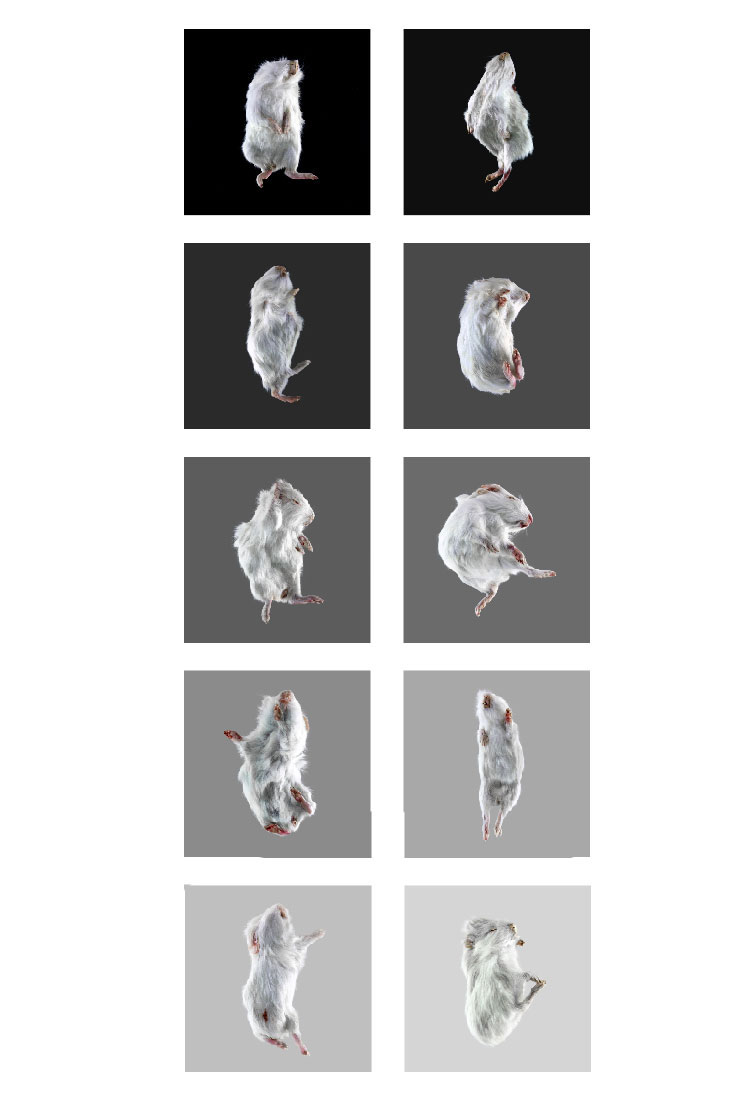 Dancing like a Guineapig - Exhibition View