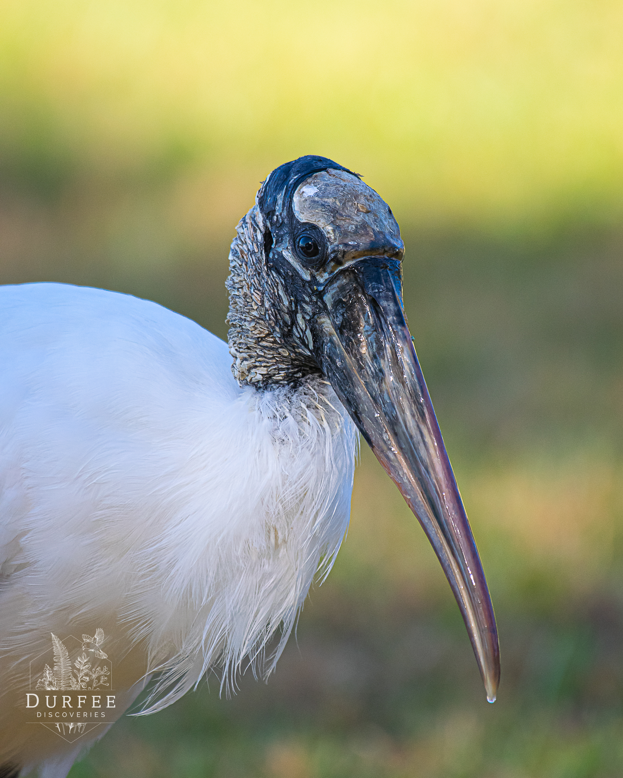 Wood Stork - Palm Harbor, FL