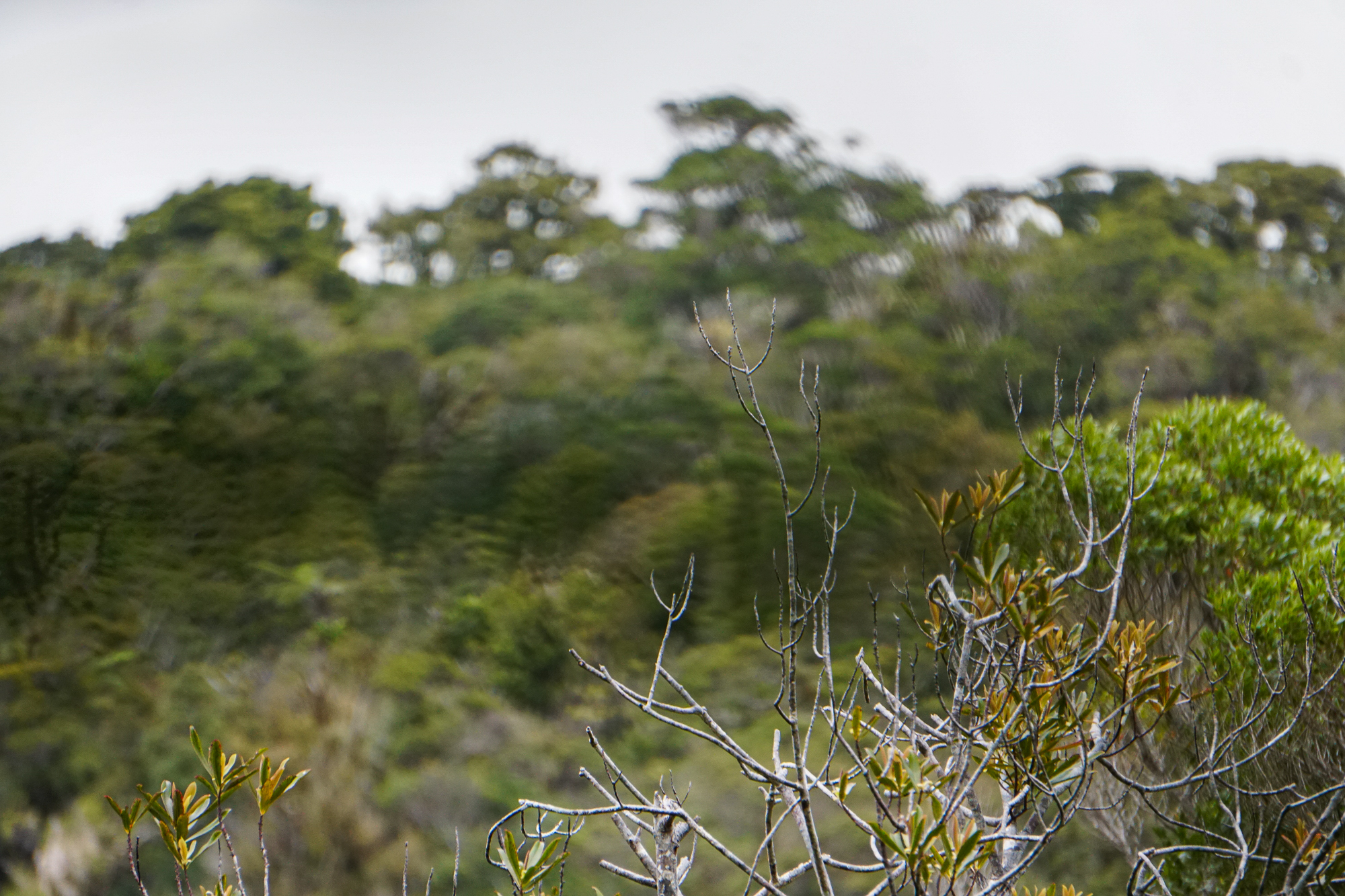 Mature stand of kauri, blurred and blocked by a plant with leaves.Photograph by M. H.