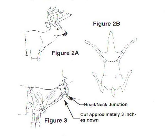 caping a deer diagram