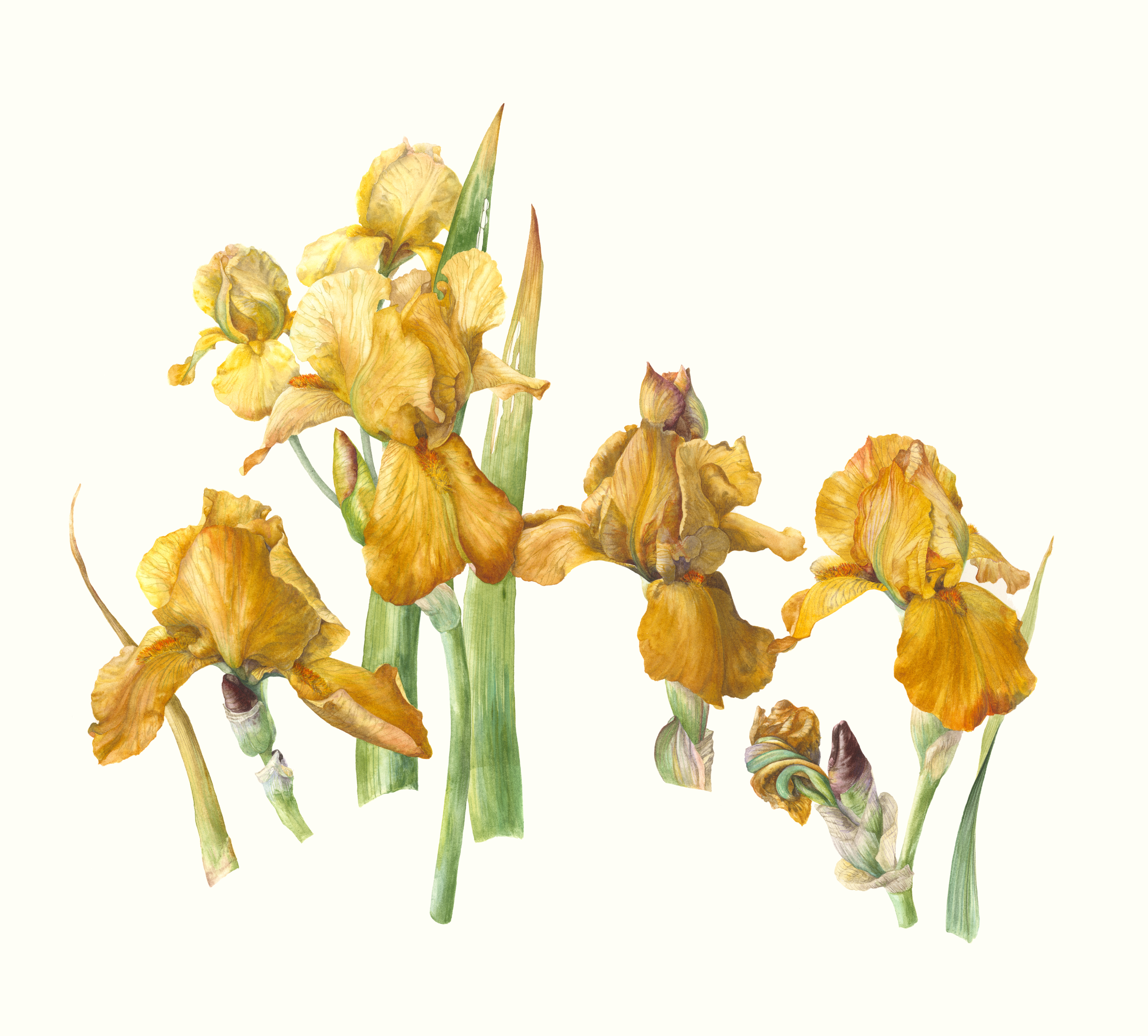 Iris study the butterscotch Iris