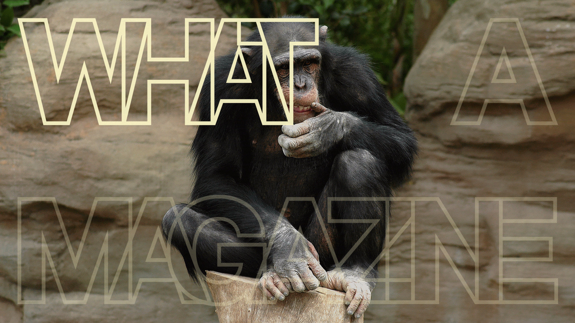 Brand Identity & Web & Editorial & Packaging & Communication