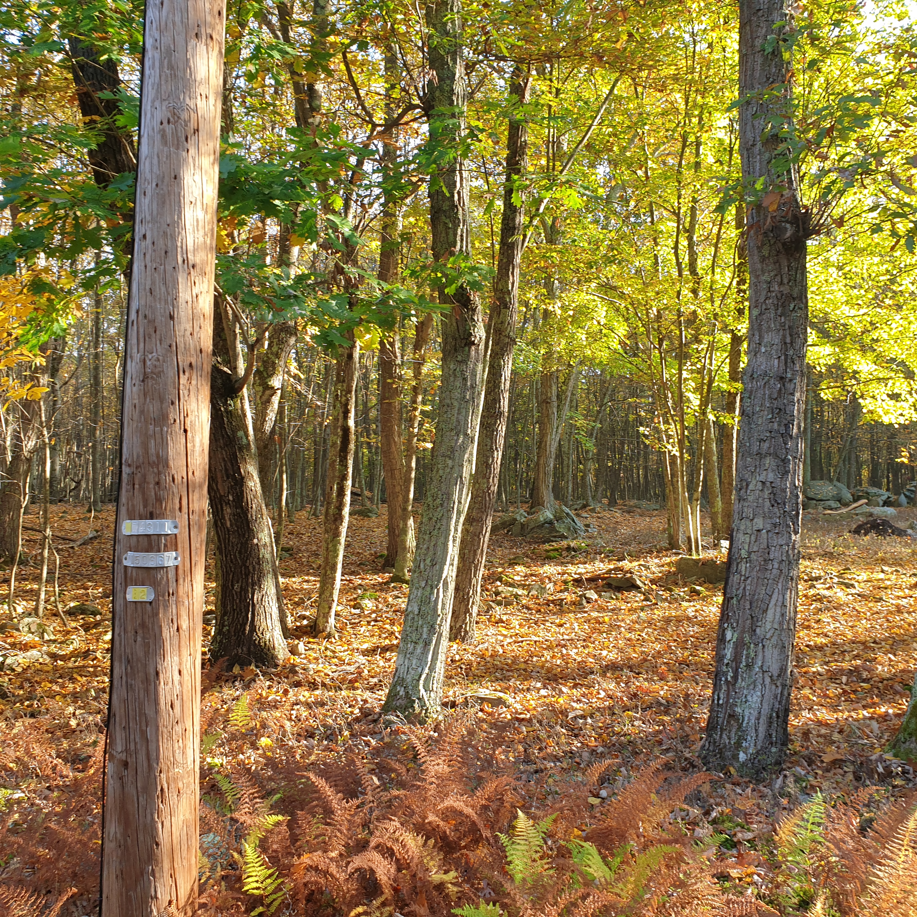 A wooden pole in the foreground; in the background three tree trunks in front of a larger bunch of trees. The ground is covered in brown, yellow and orange leaves.