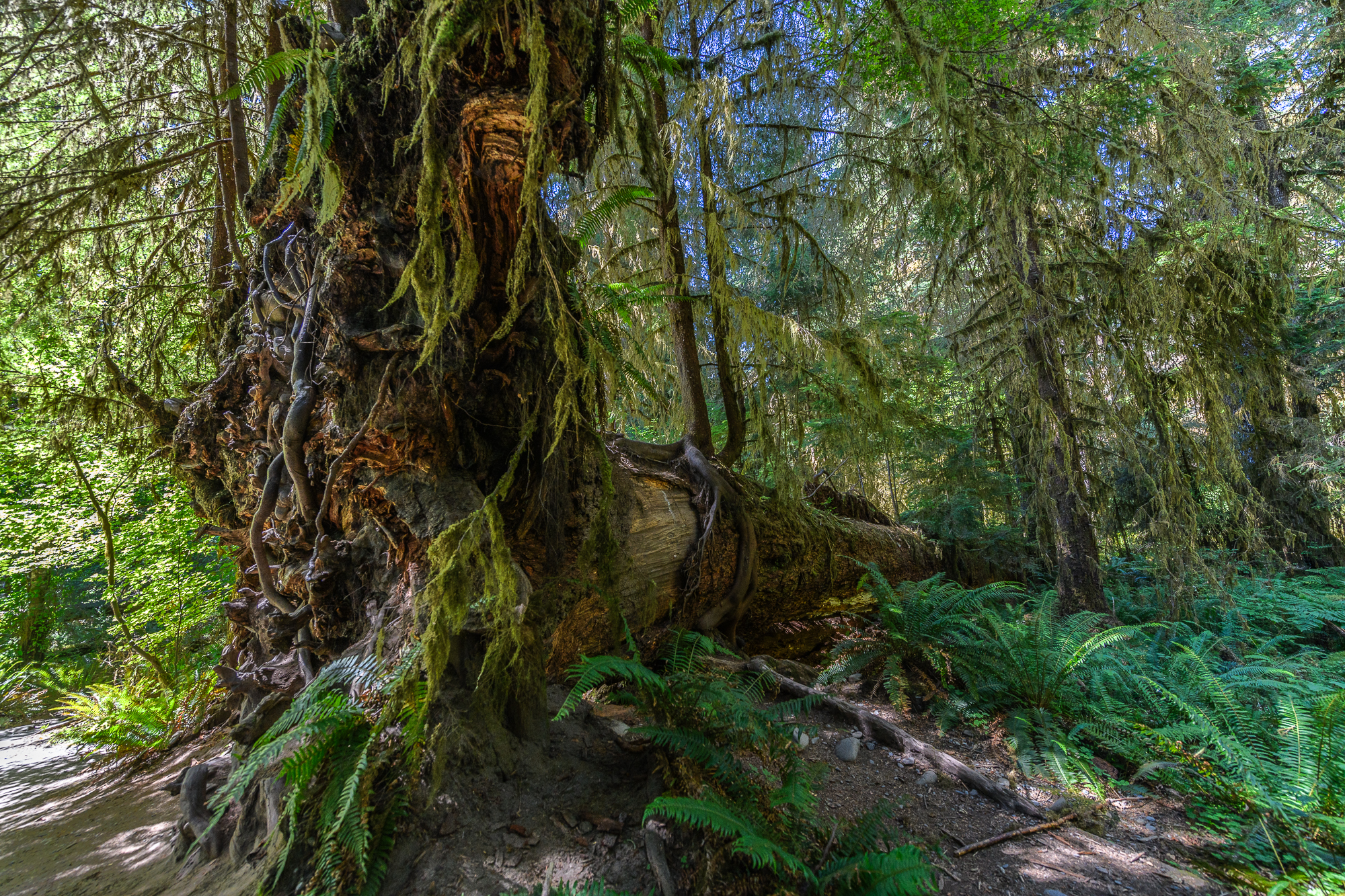 How rain forest. Pacifique 