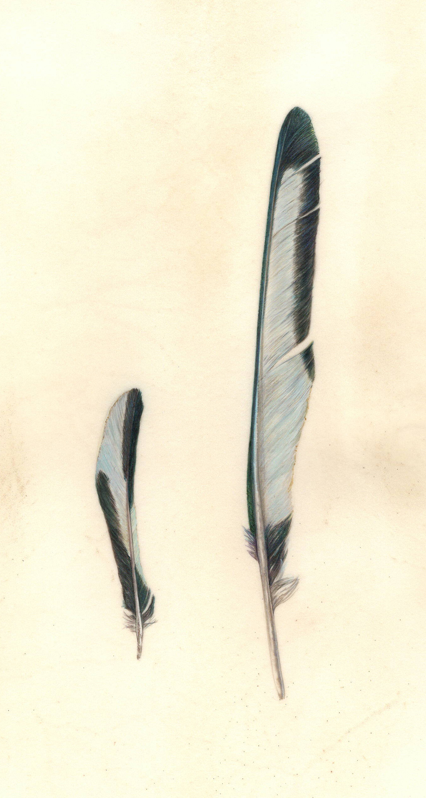 Magpie feathers