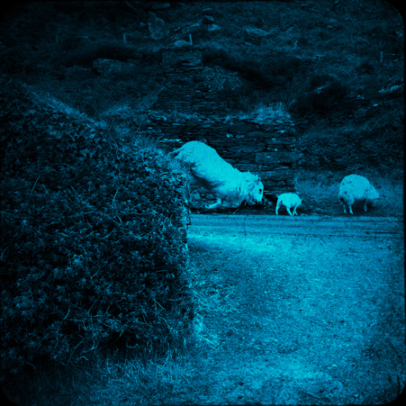 Dreaming on the Edge