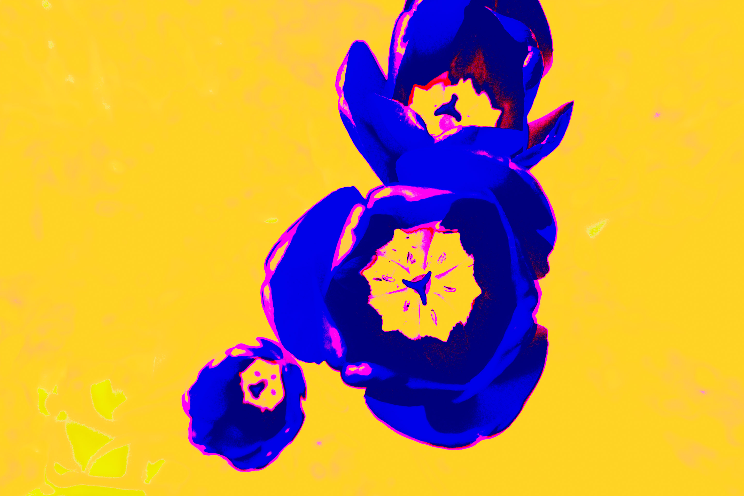 Tulpen auf Gelb / Glas