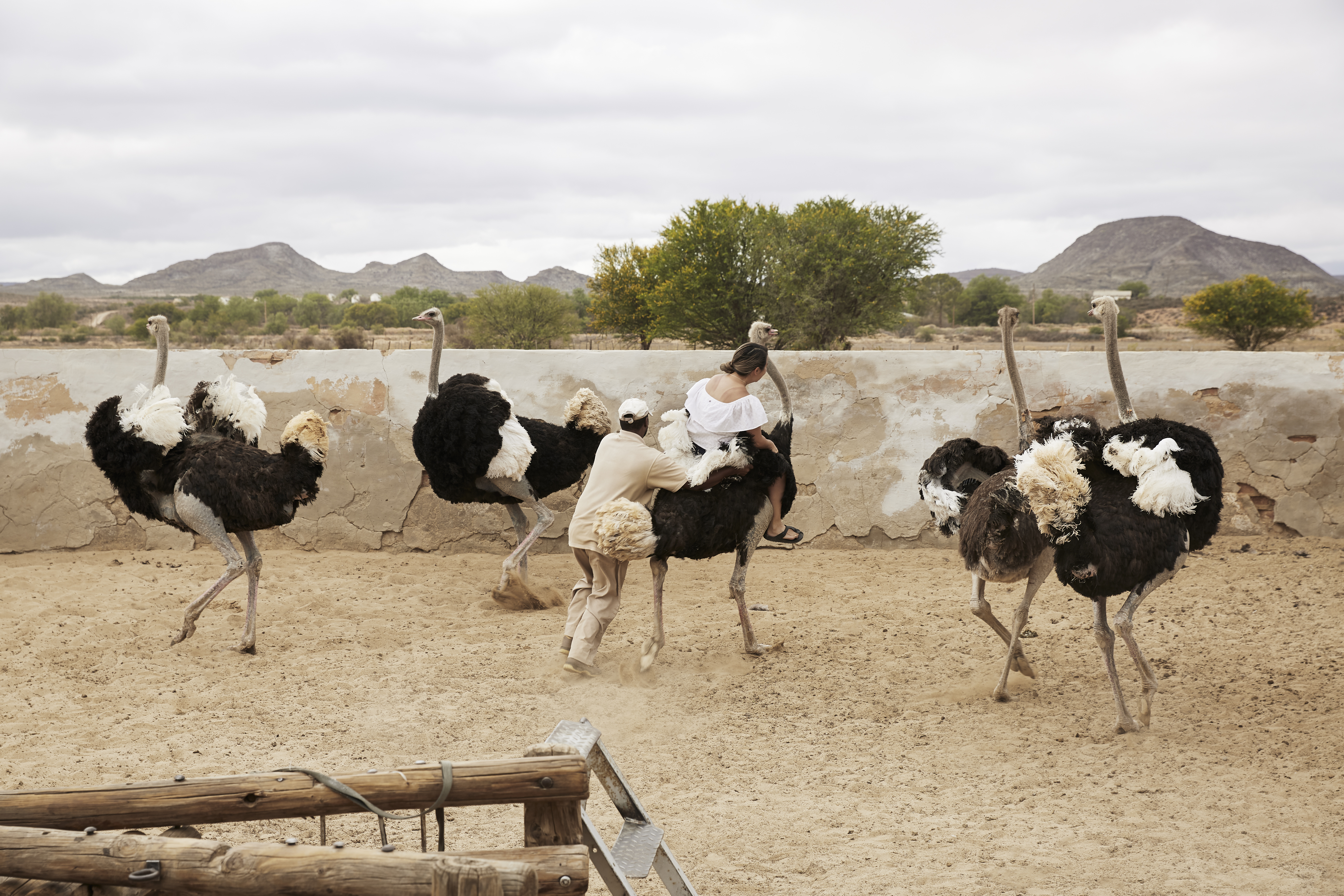 Tourists may ride some selected birds