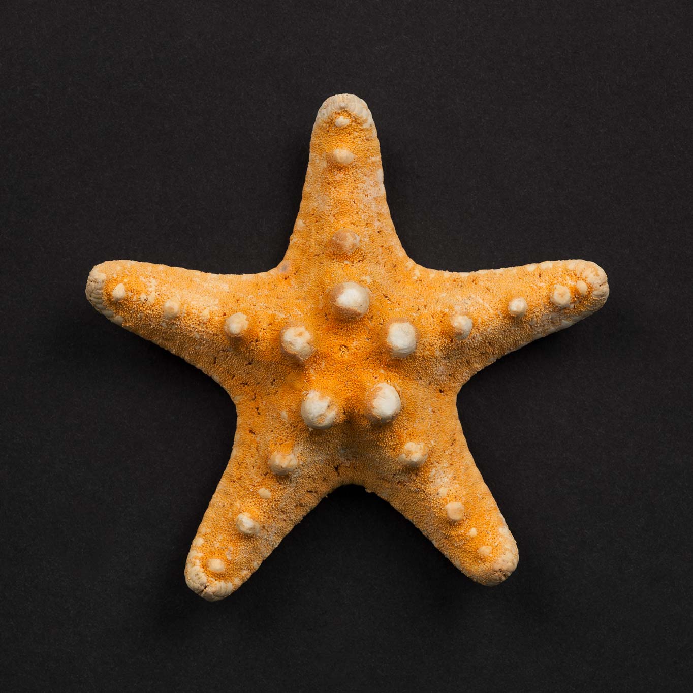 Sign 22/30 (Starfish), 2014, carbon print, 40 × 40 cm