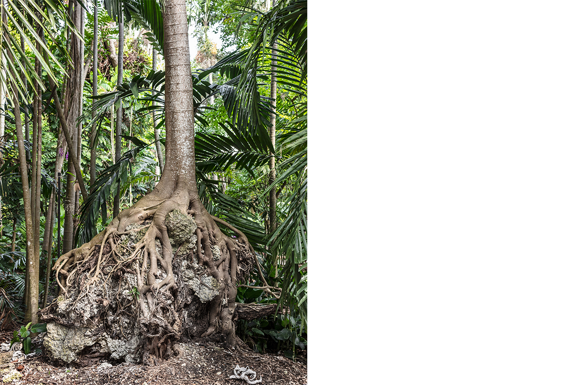 Anastasia Samoylova, Tree Roots, Pigment print, 32” x 40”, 2018.