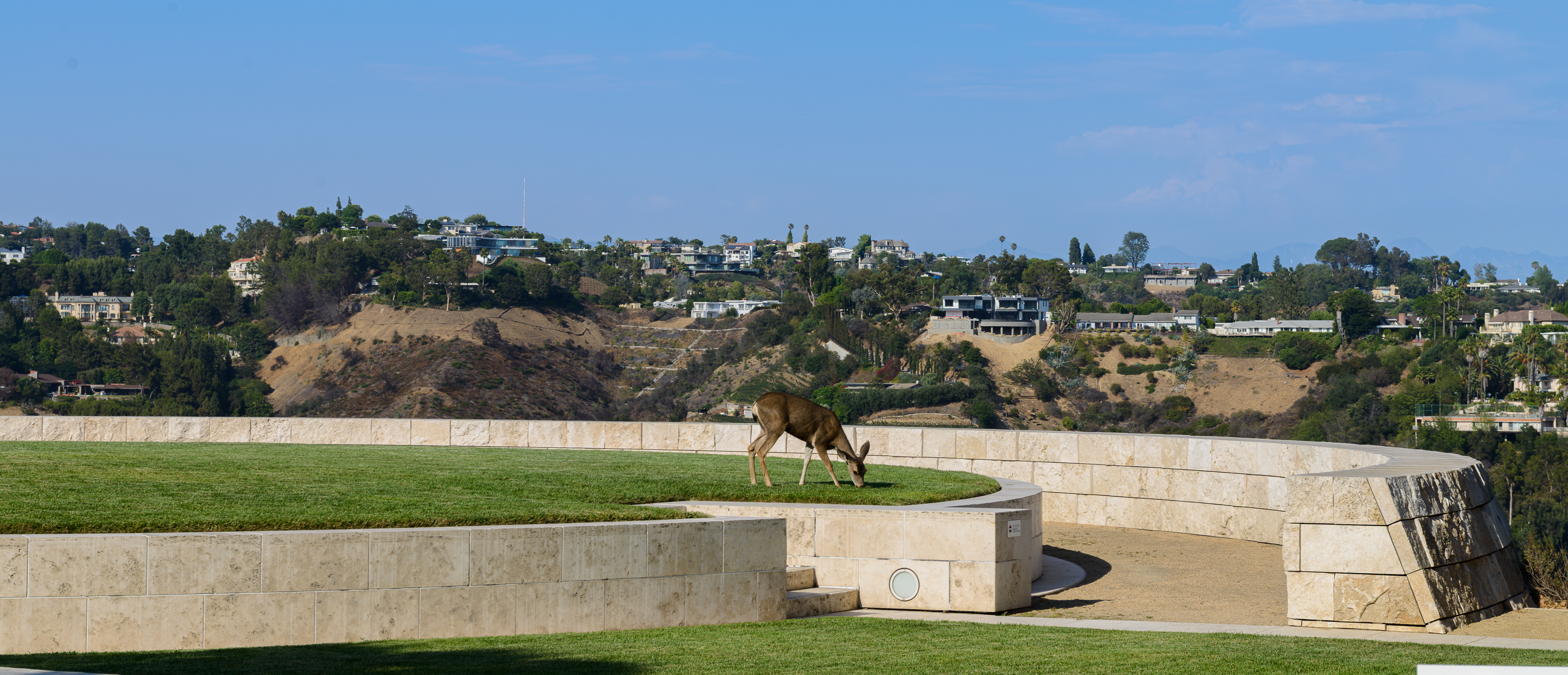 Biche devant le Getty Museum de Los Angeles.