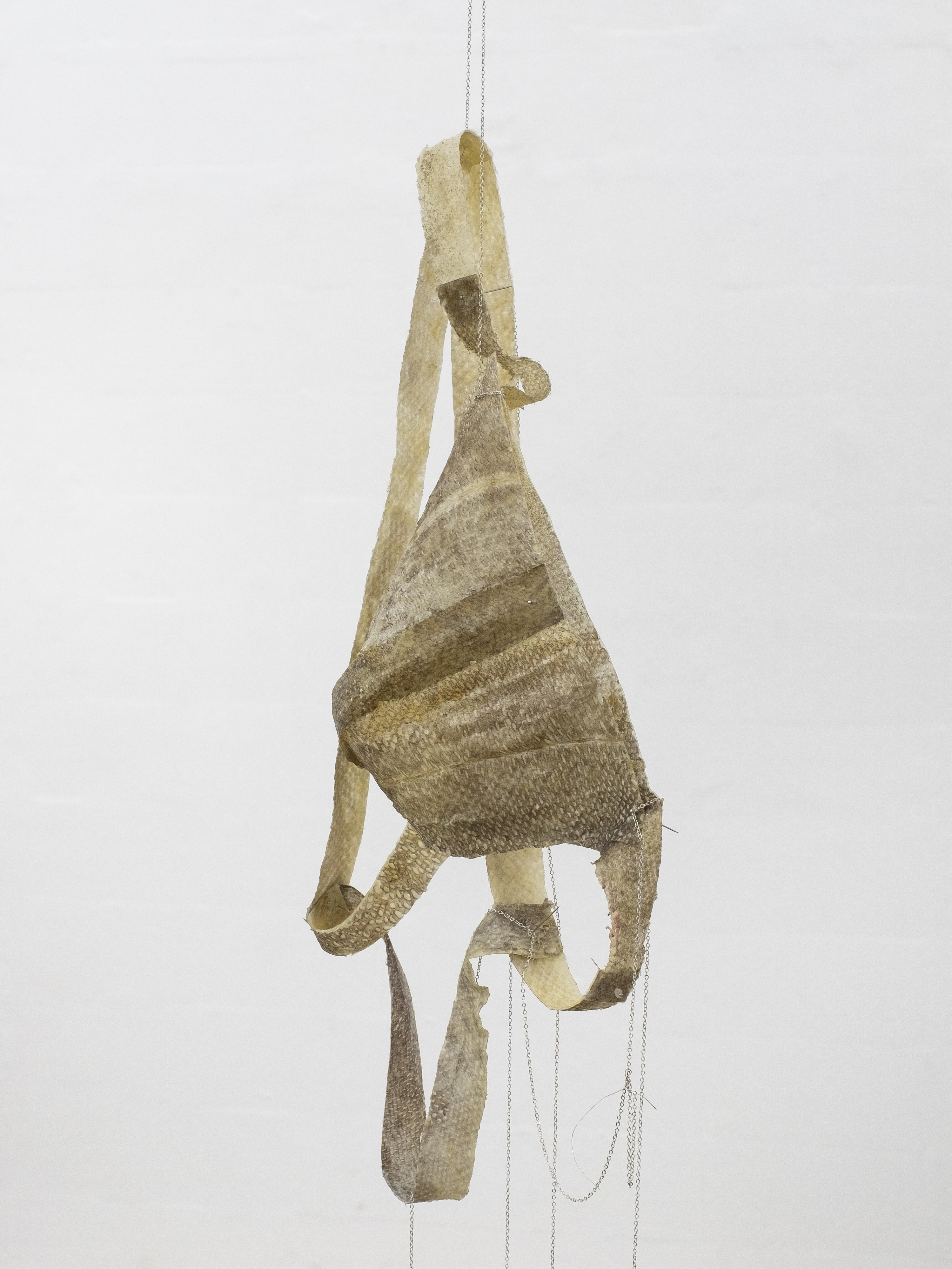 Cod Piece, 2023, codfish skin, steel pins and chain. Jasmine Pajdak [photo credit: Filet Space]