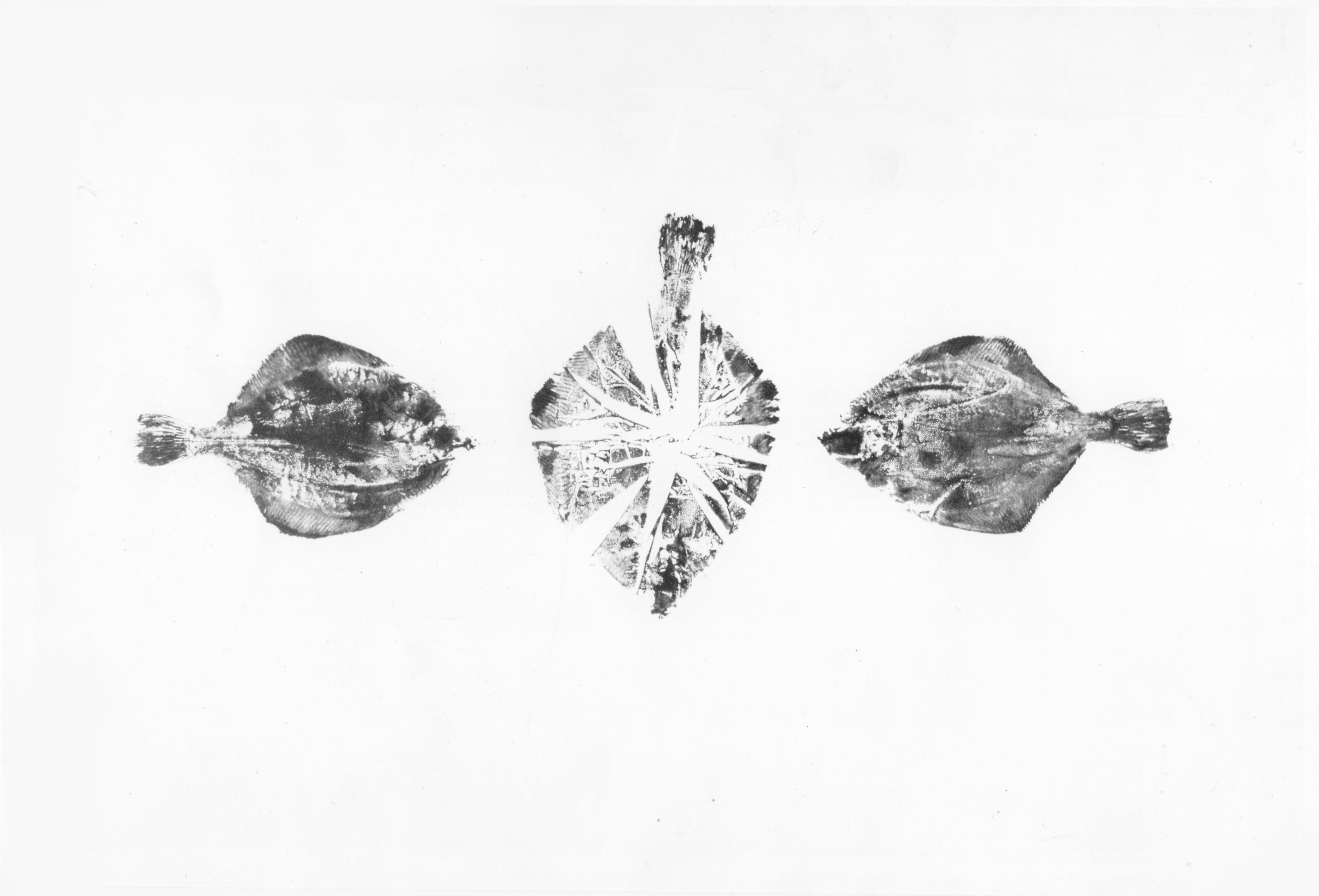 07- poisson composite, 140x55cm