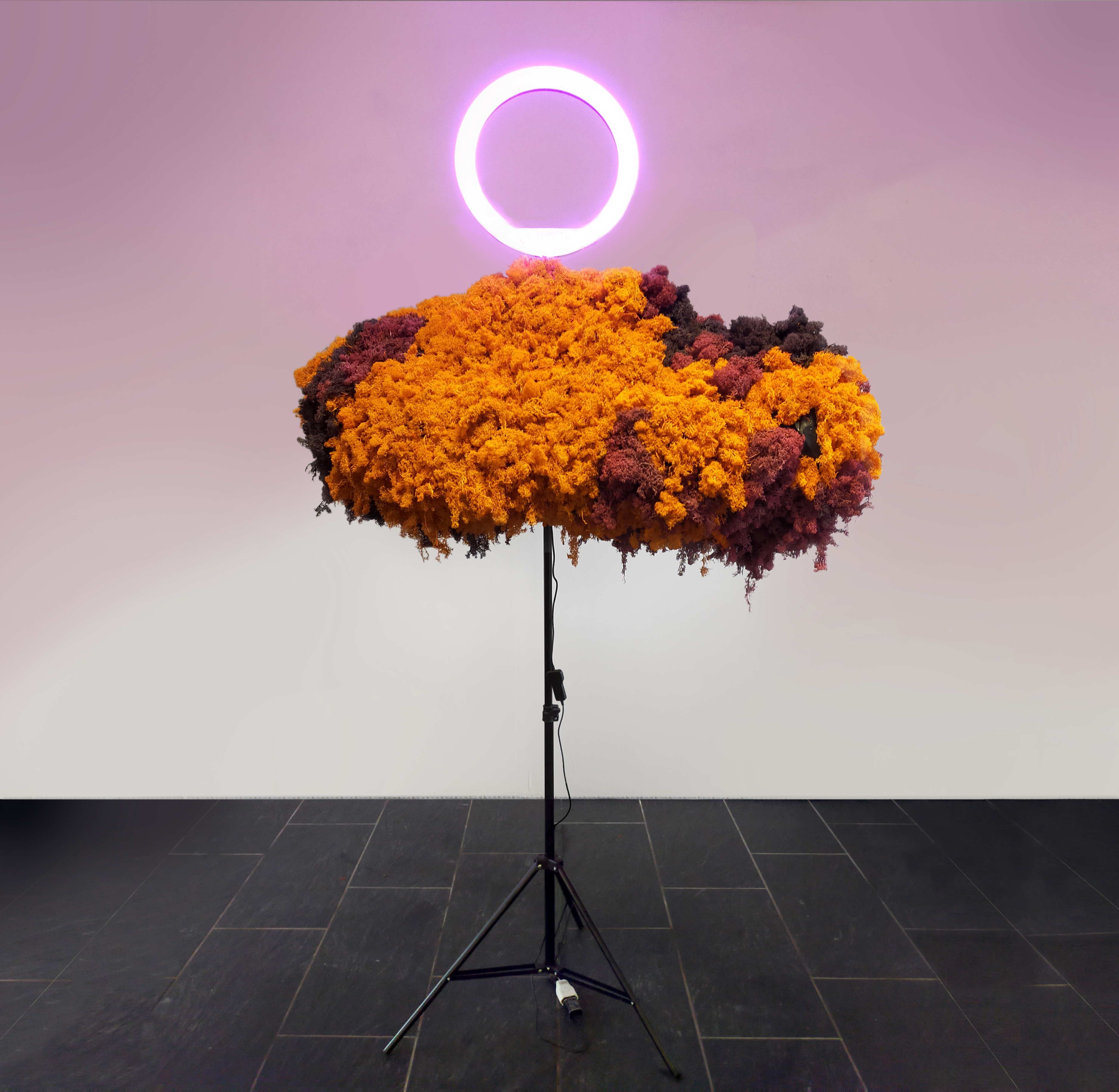 ︎ "Alegoría de la caverna tecno-vegetal #2" (2023) 