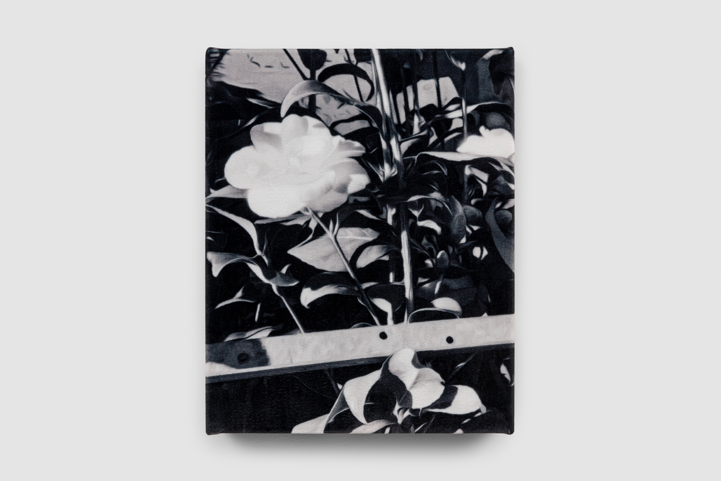 Flower, 2023, C-type print on soft velvet 280gsm 24cm x 30cm, Unique.