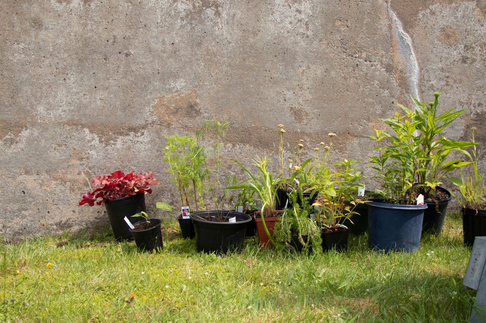 Documentation of a butterfly garden planting at the Mount Saint Vincent University (MSVU) Gallery in 2022. Photo by MSVU staff. 