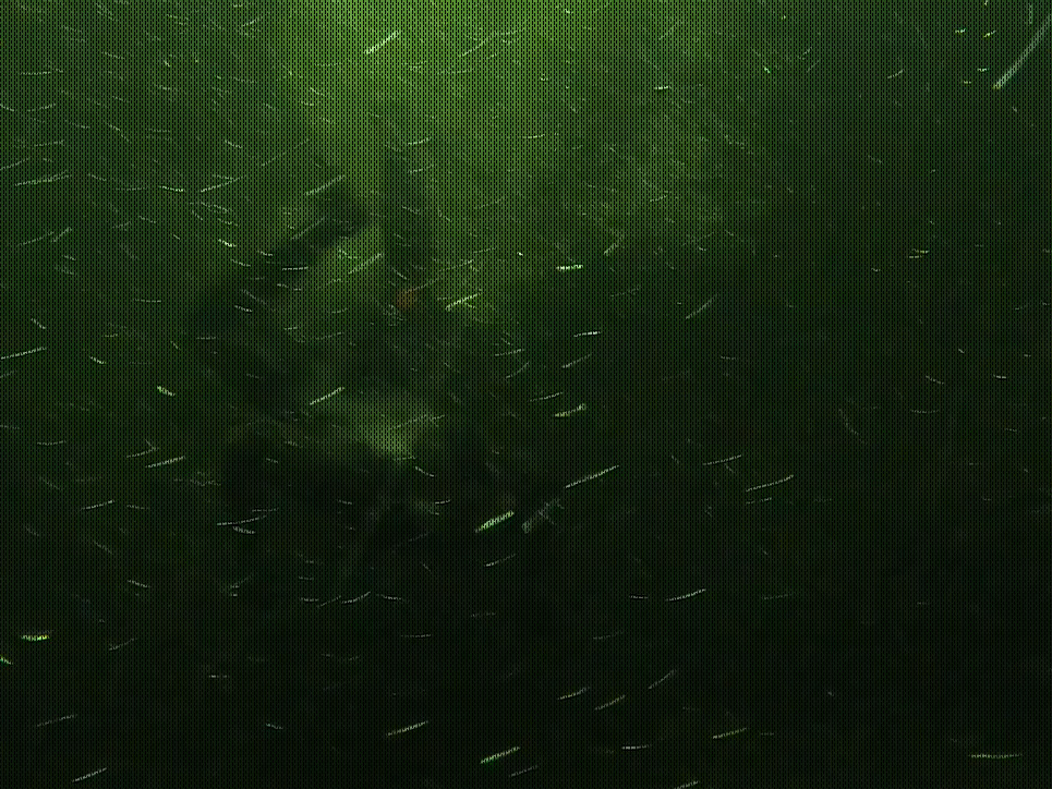 Observations by an Amphibious Being  Mads Michael Senneseth