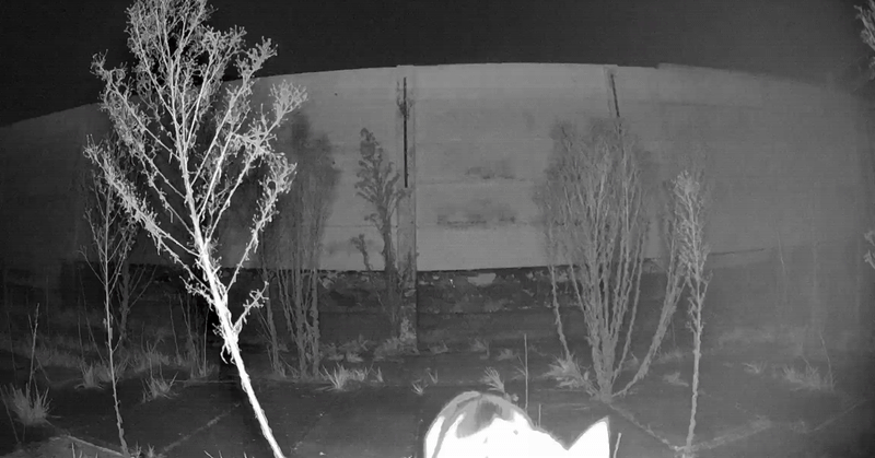 P7. The cat being curious about the new object appeared in the backyard.