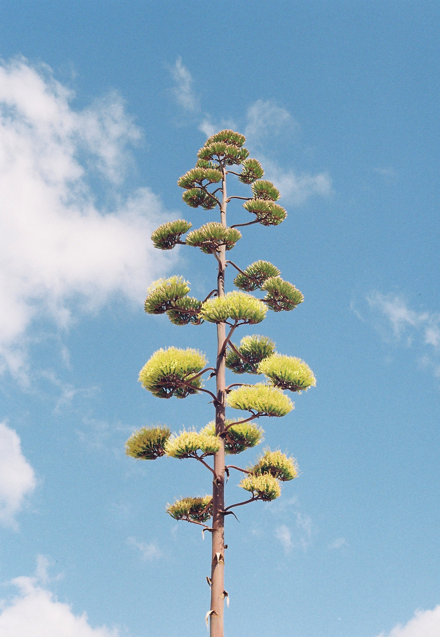 Setúbal Portugal, 2021, Canon FTb, Kodak Film