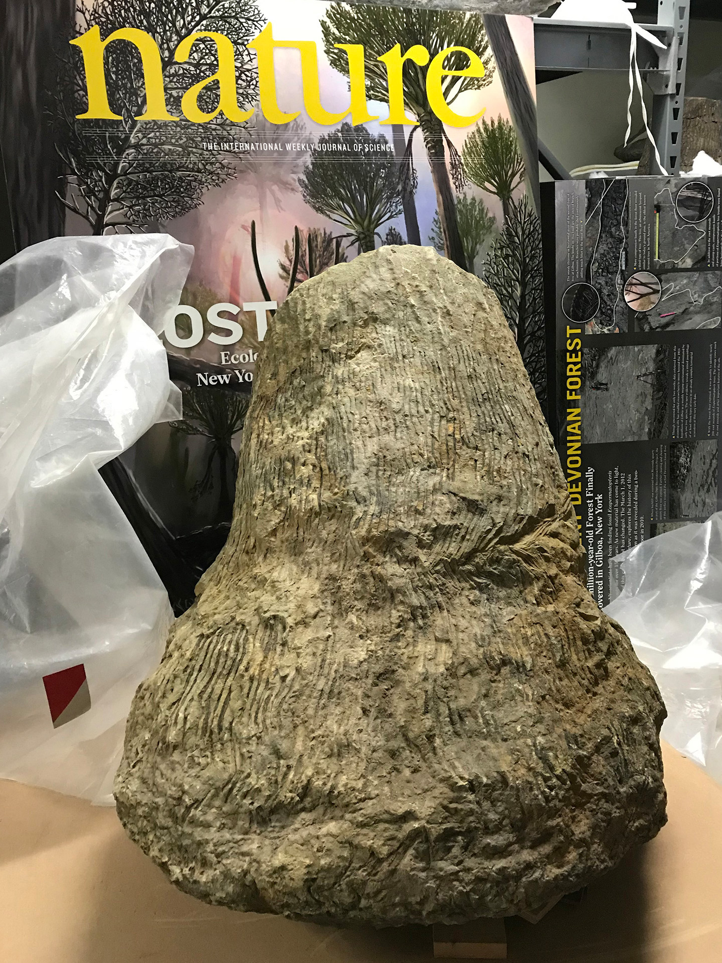 Eospermatopteris Wattieza, Paleobotany research collection at the New York State Museum, Albany