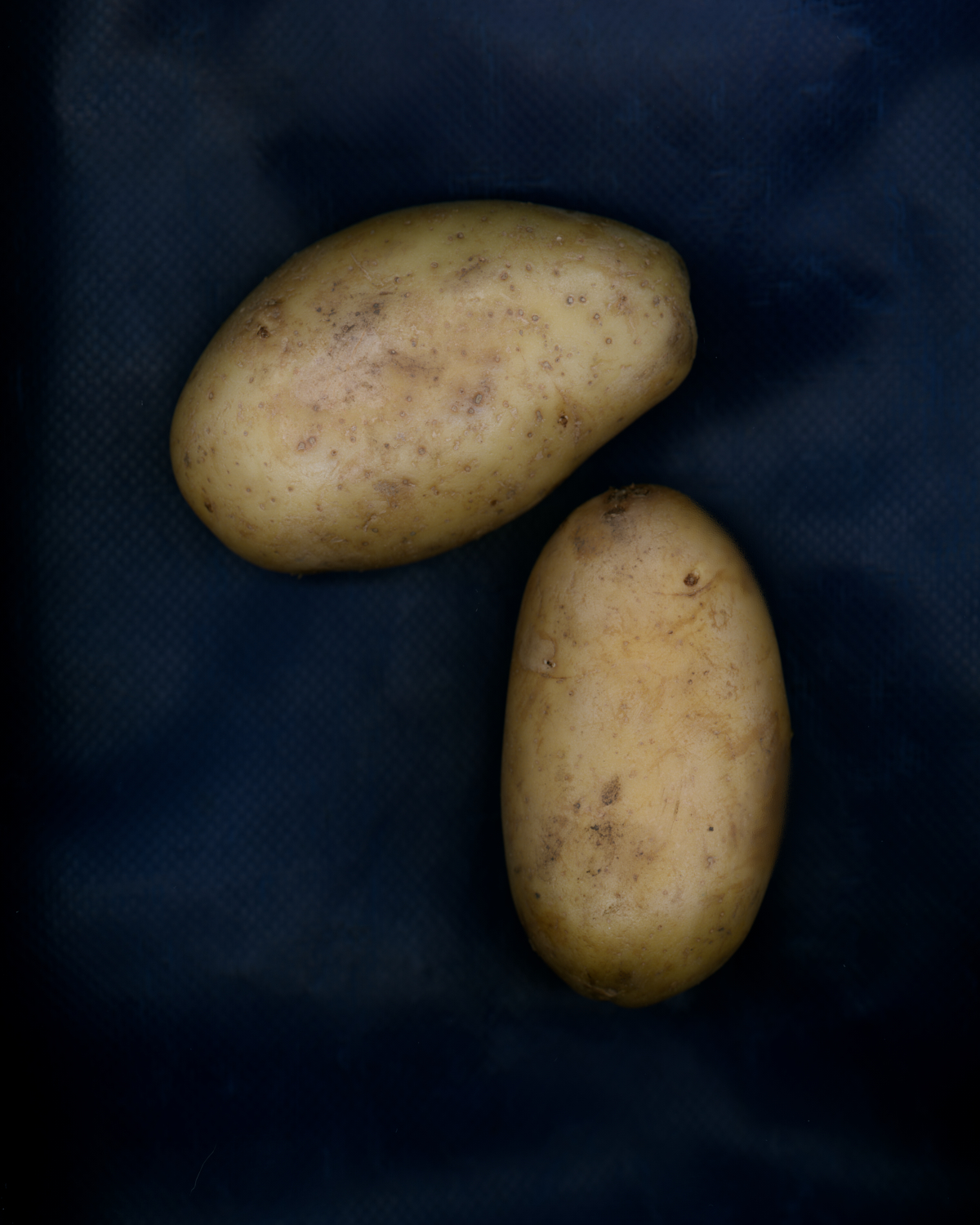 已经两次发芽的土豆。