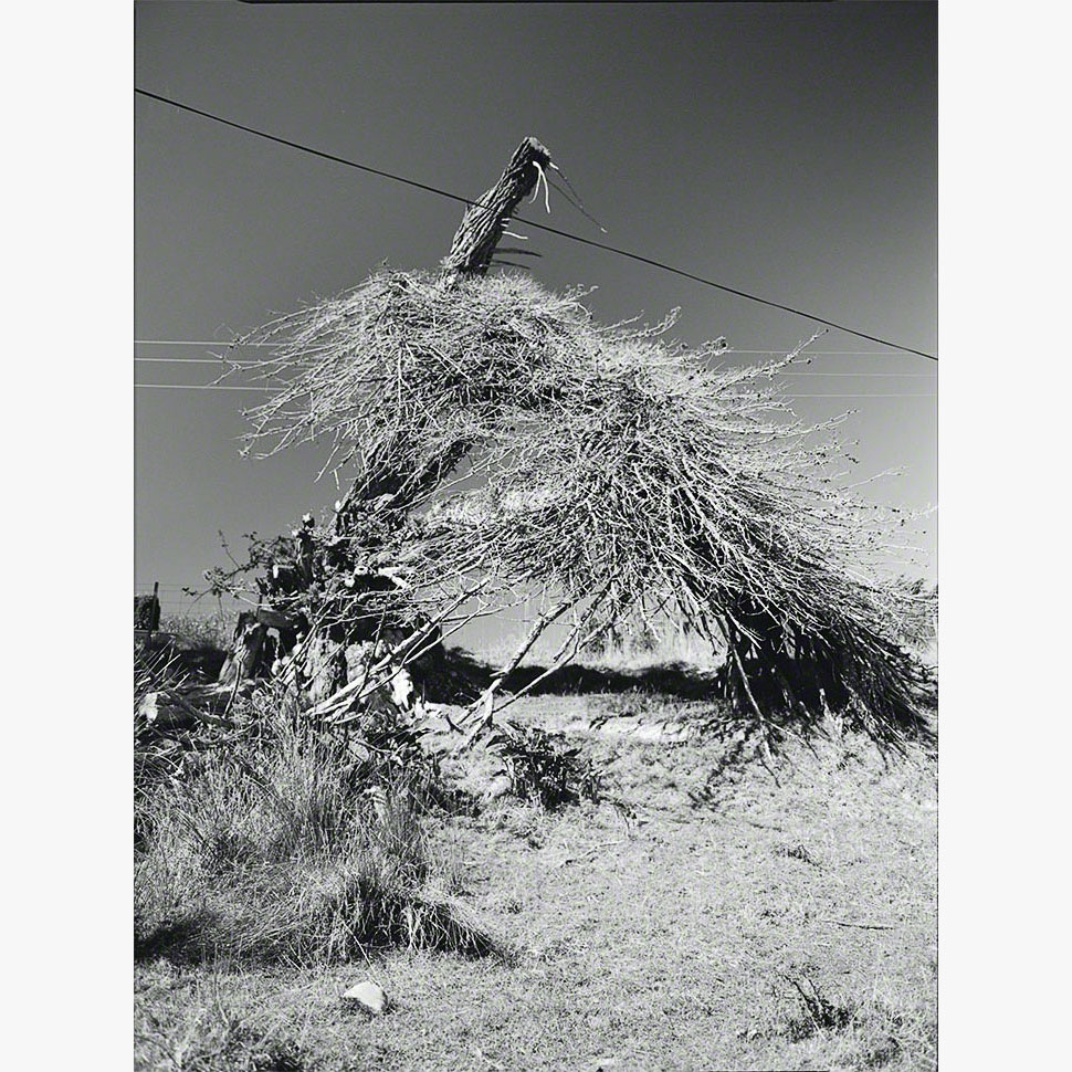 3/8Hesperocyparis macrocarpa 'Filipendula', Ōhāriu, 2000 (001002_049)