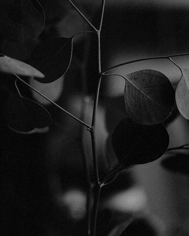 Eucalyptus Study. 2017.