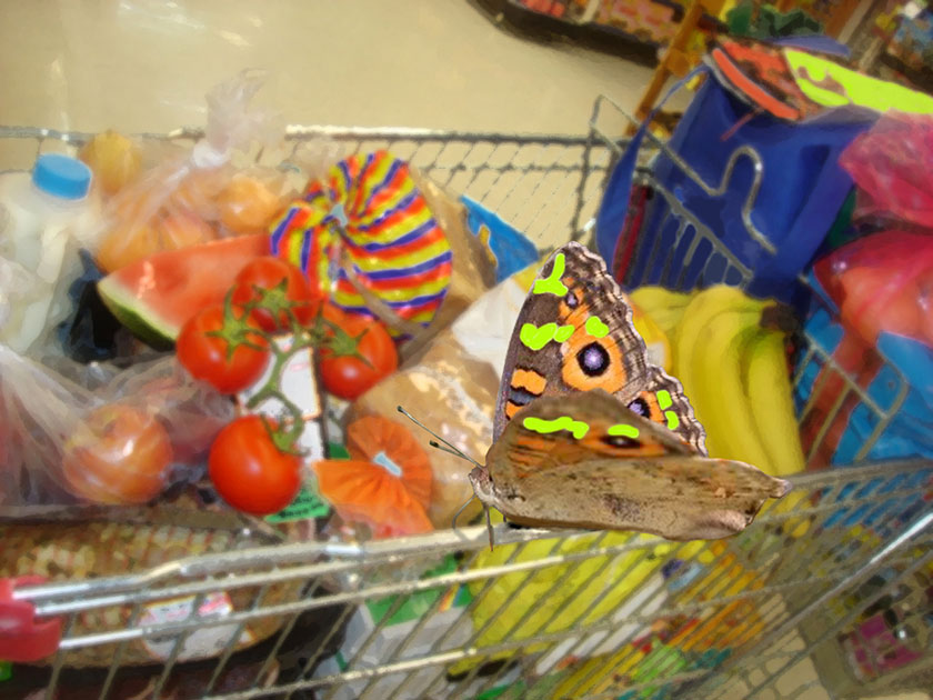 Shopping for butterfly