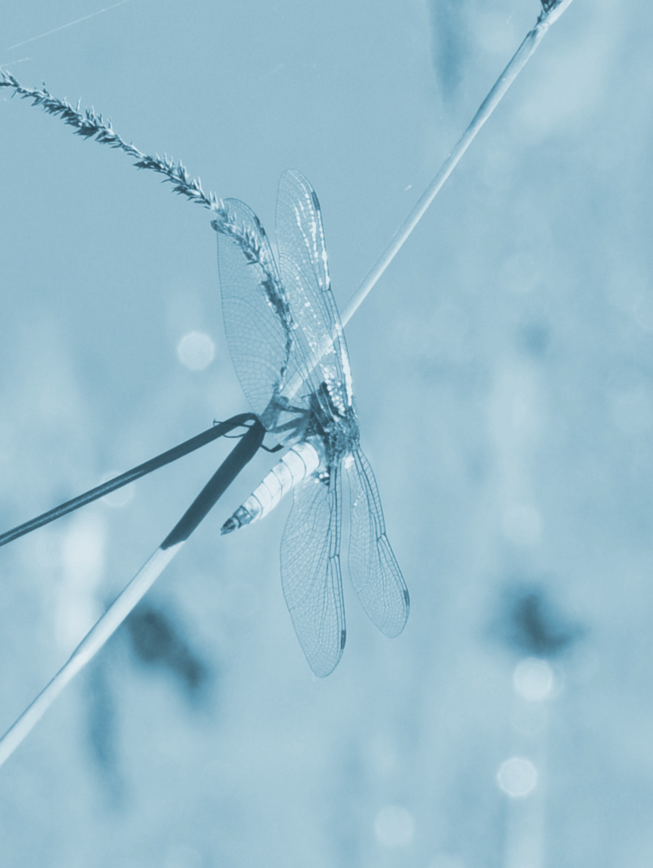 Collection Tasuki, Laure Julien, 2023