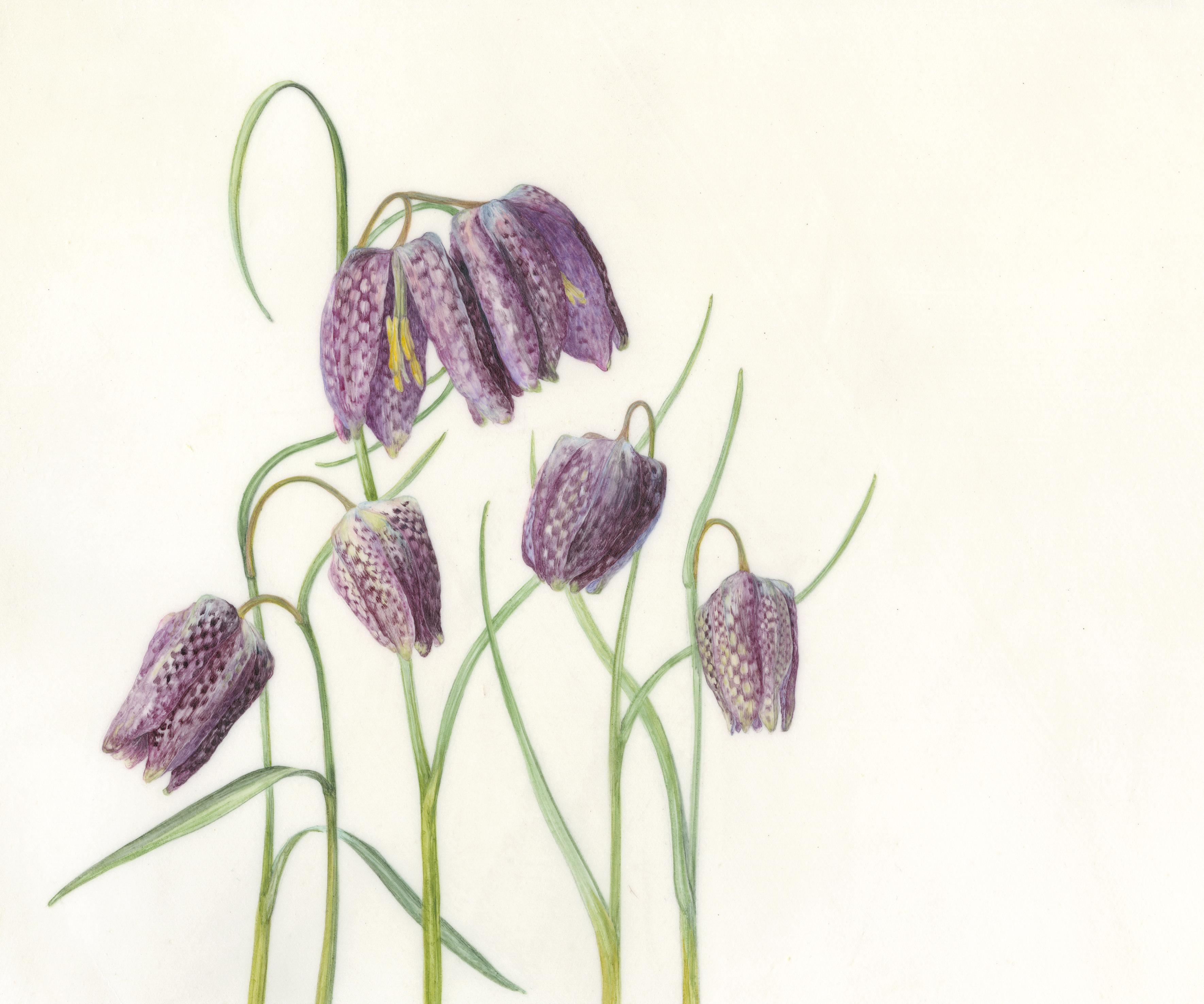 Snakeshead Fritillary