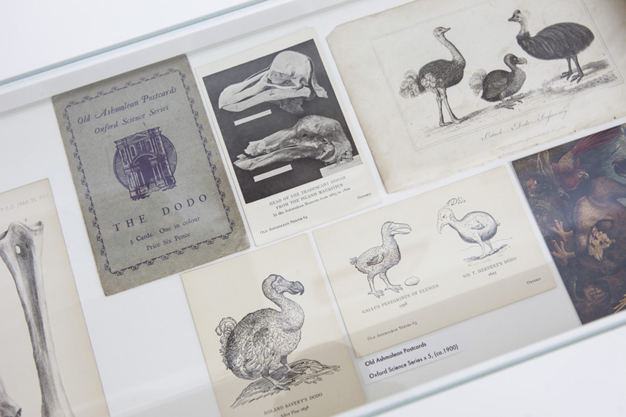 Where Have All The Dodos Gone? Berlin-based curator Lisa Gordon talks about her new dodo-themed exhibition ‘Have you seen this bird?’