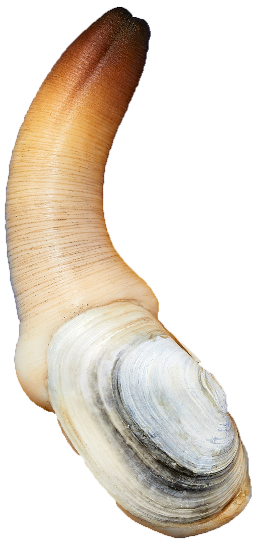 geoduck