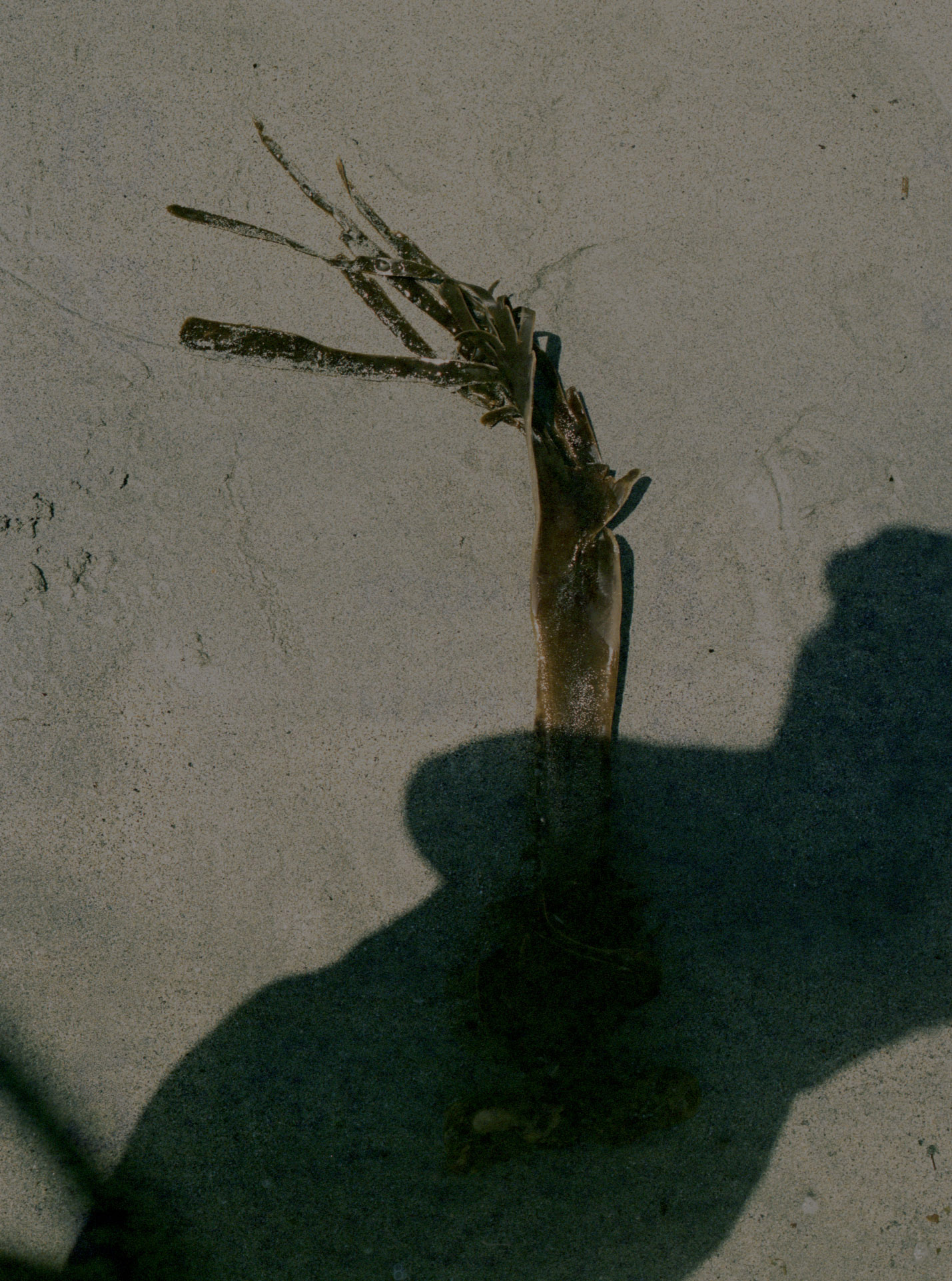 Cornwall, 2017. (71/75)