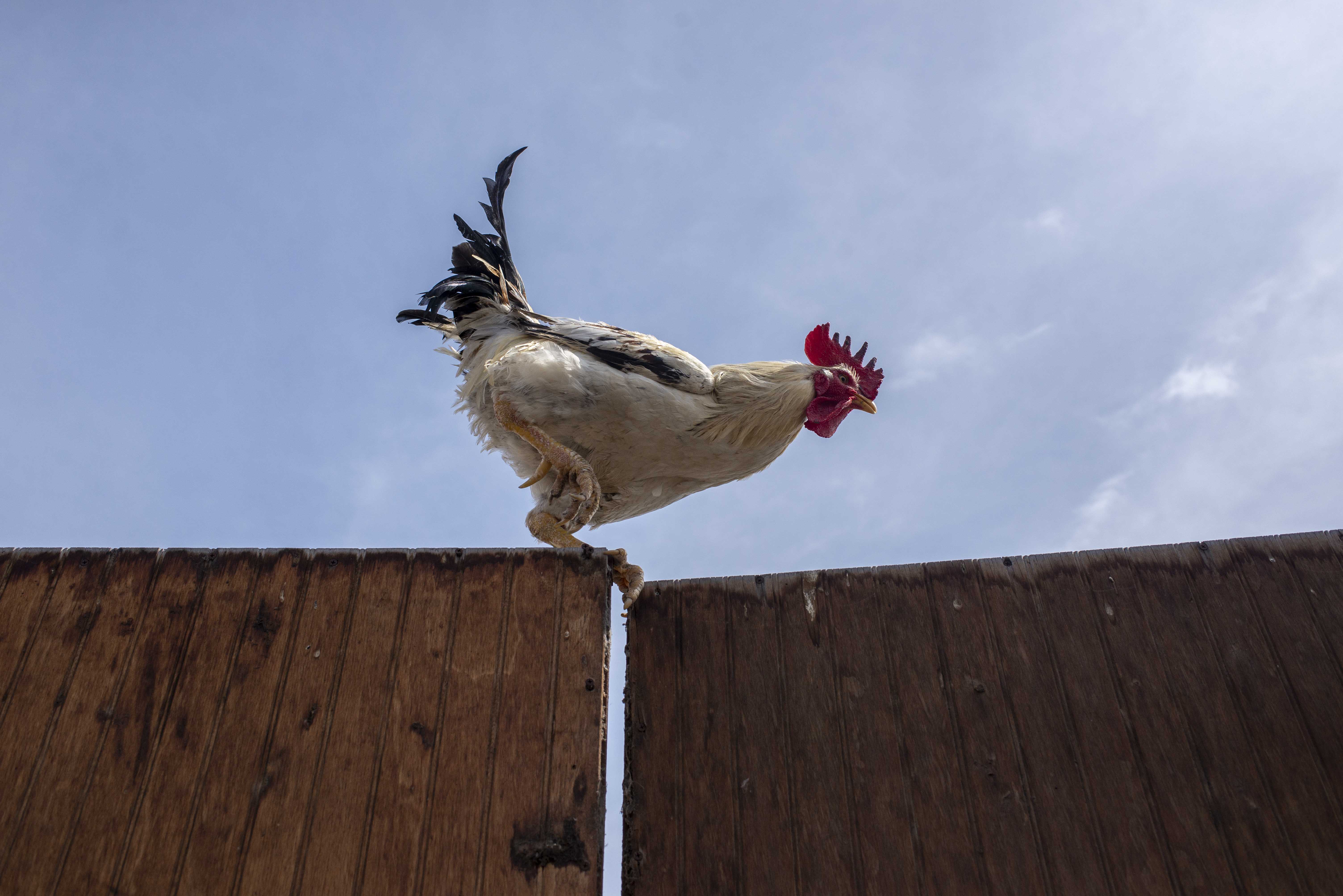 Gallo pasando entre los techos, Arica. 2021