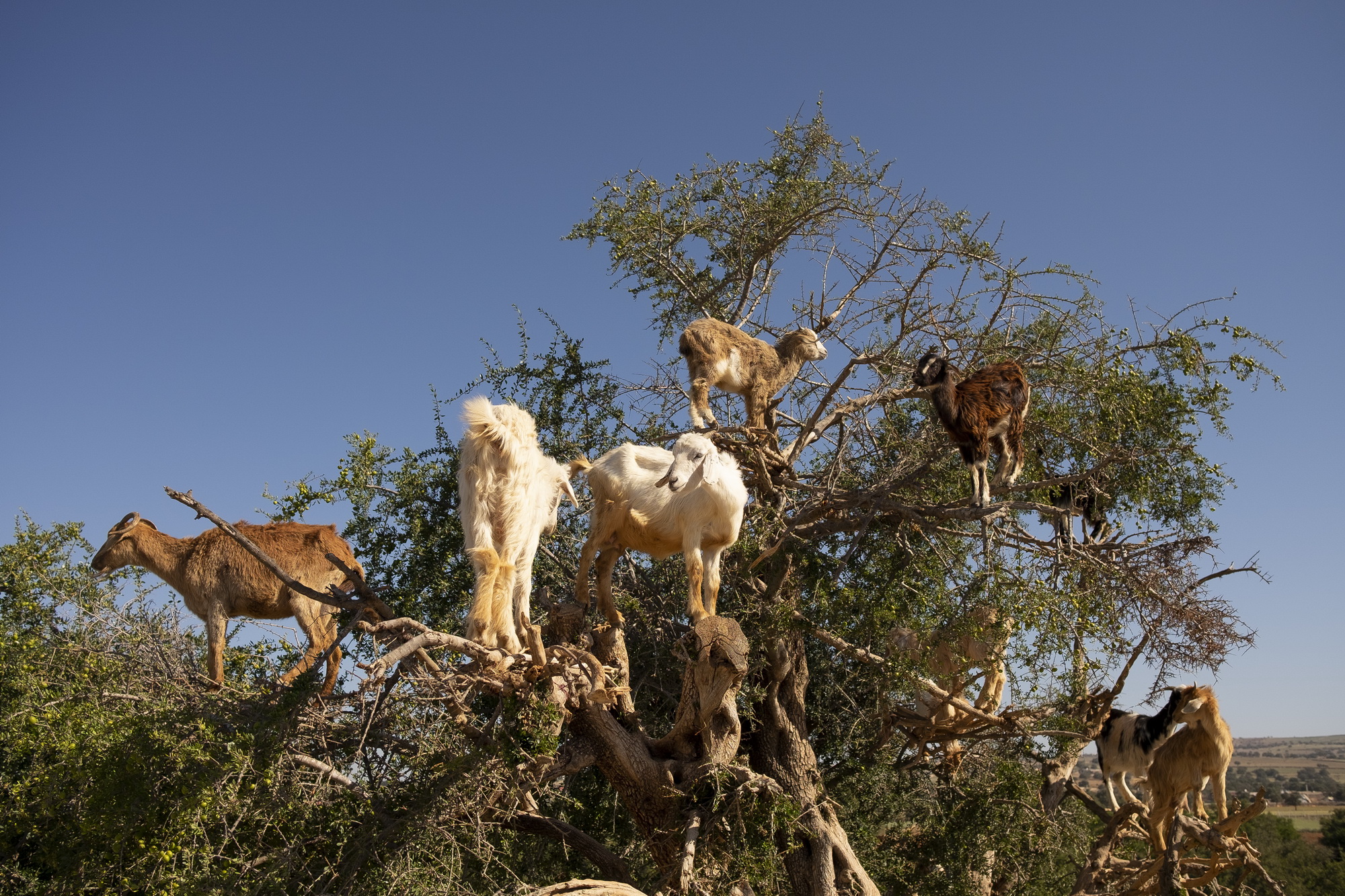 Goats climb the argan trees today mainly for touristic purposes as owners expect a fee for a photograph. The tree is endemic to Morocco.