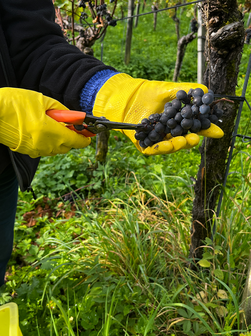 Wichtigstes Arbeitsmaterial: Schere und Handschuhe