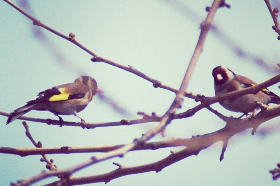 25.05.2014, Orta Bahçe(Dut)