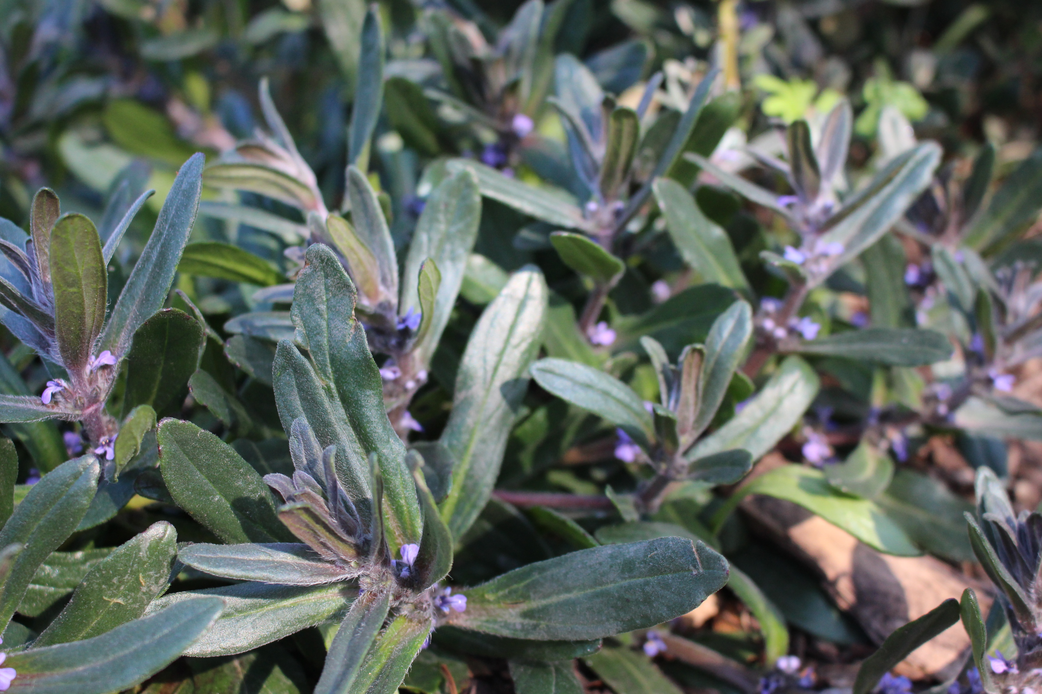 Austral bugle (ajuga australia)