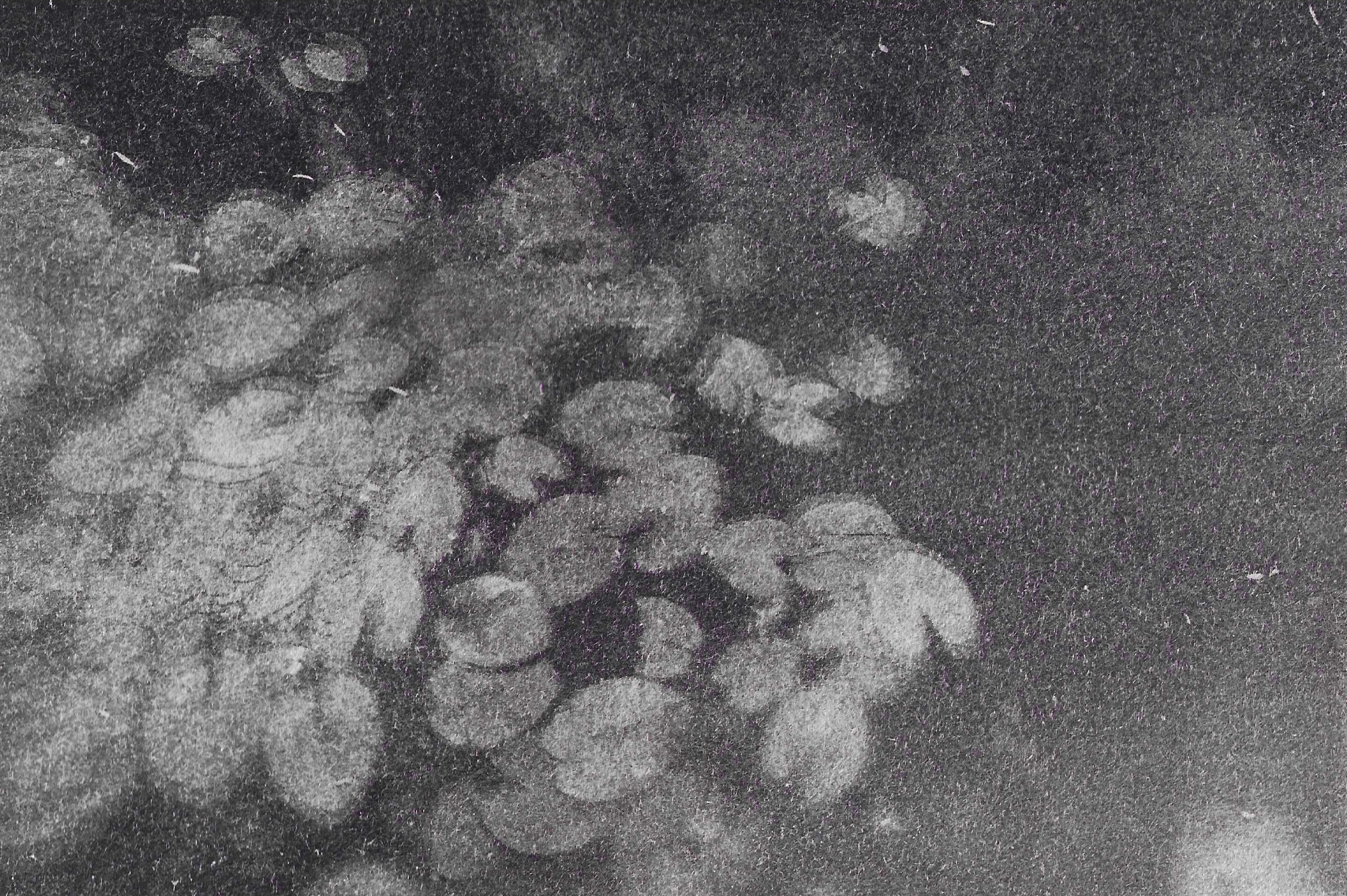 Cyanotype print on paper, 12,5x18,5, 1/1, 2023