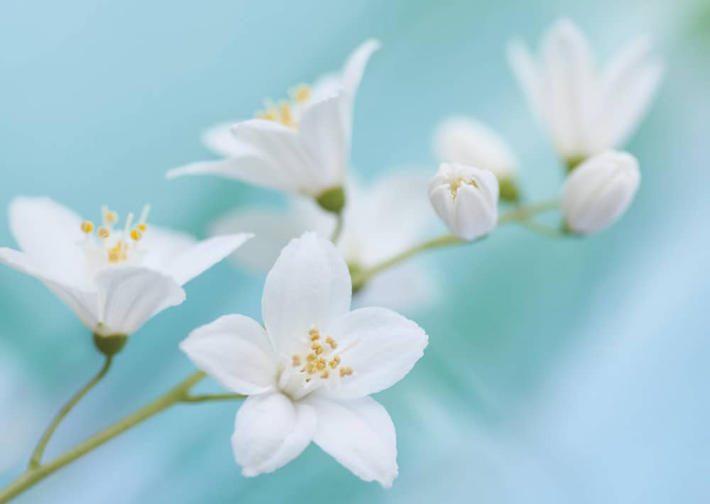 Nr. 053 Sternchenstrauch