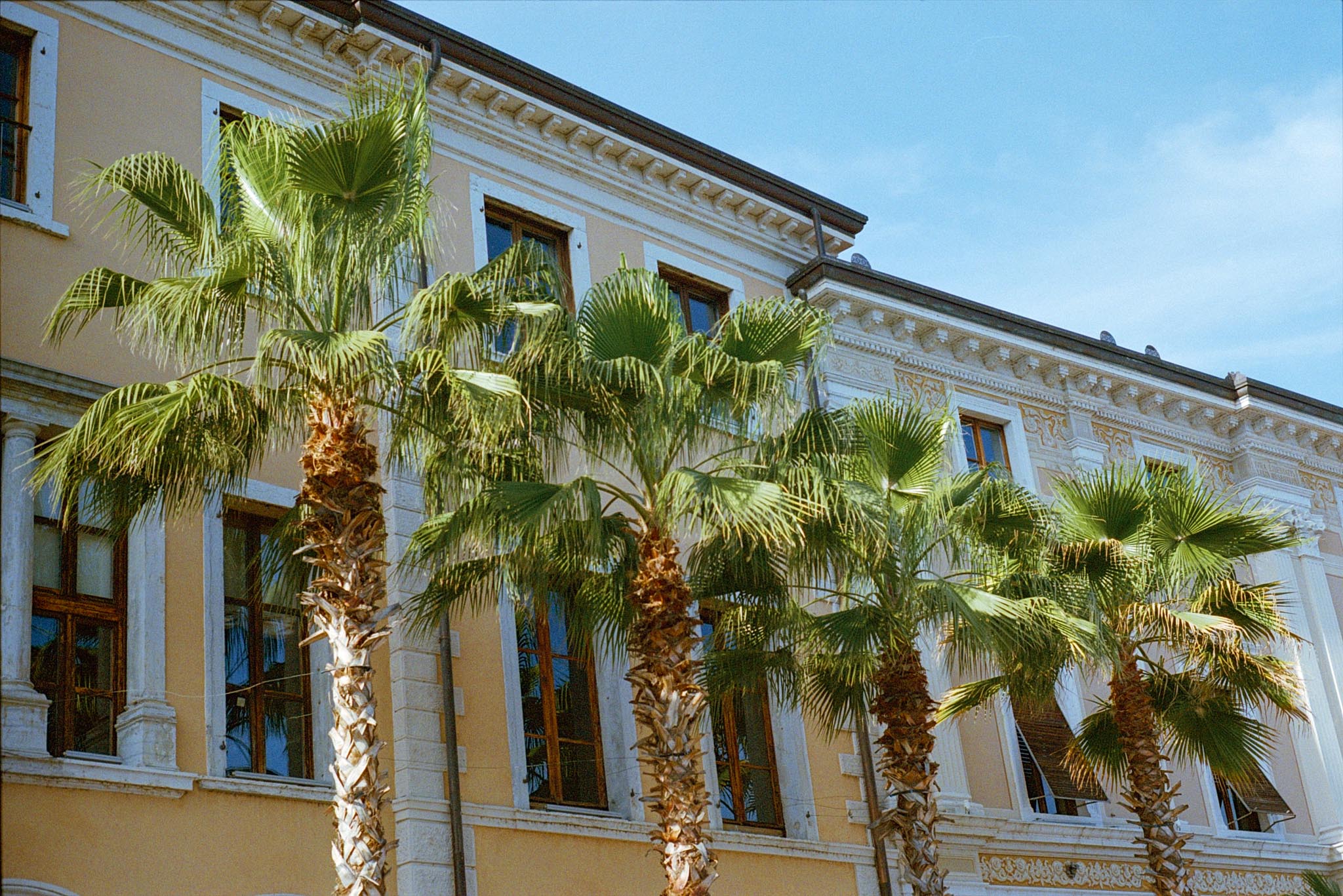 Palm Trees; Italy, 2024