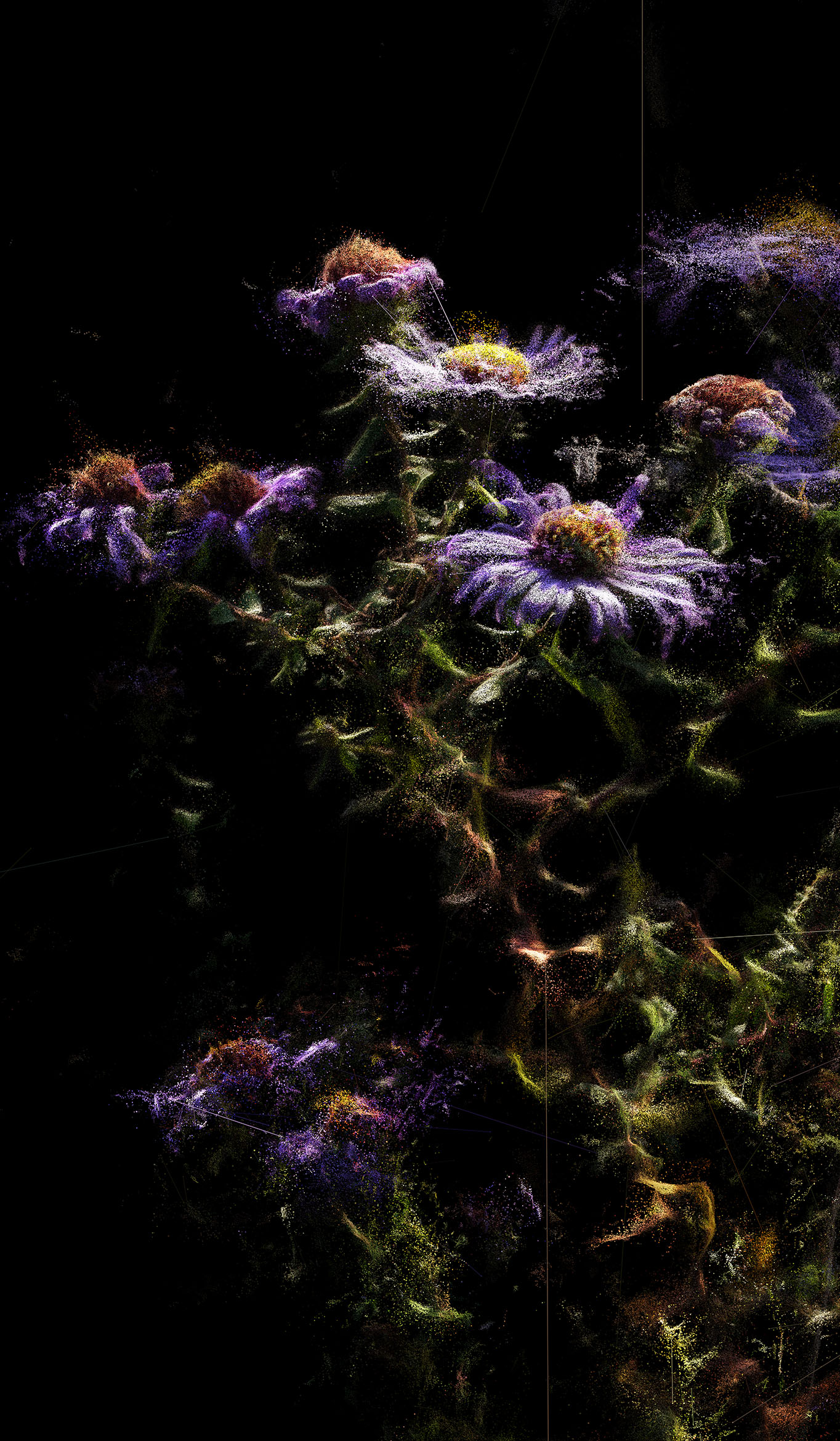 Stefano Caimi, Phytosynthesis &ndash; Aster Macrophyllus, 2024, Custom software, inkjet fine art print on cotton paper, bleached Toulipier wooden frame, museum glass, cm 67 x 42 x 4, Unique, Courtesy Stefano Caimi e Viasaterna