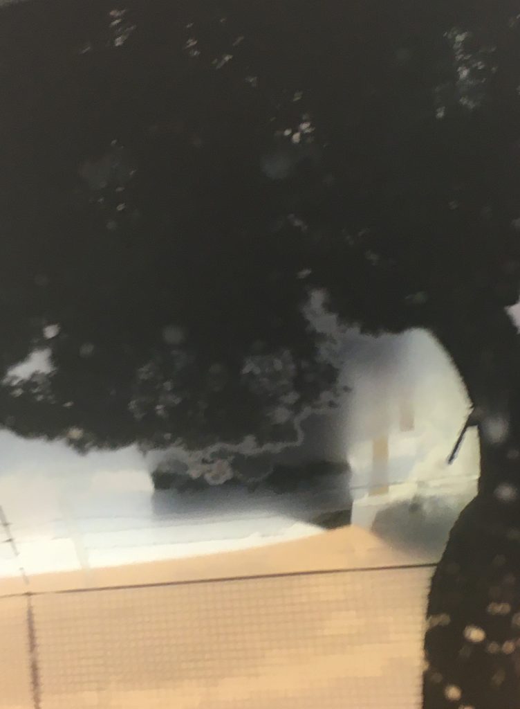 Tree 2, 44 x 25. UV Curable Ink on Dibond.